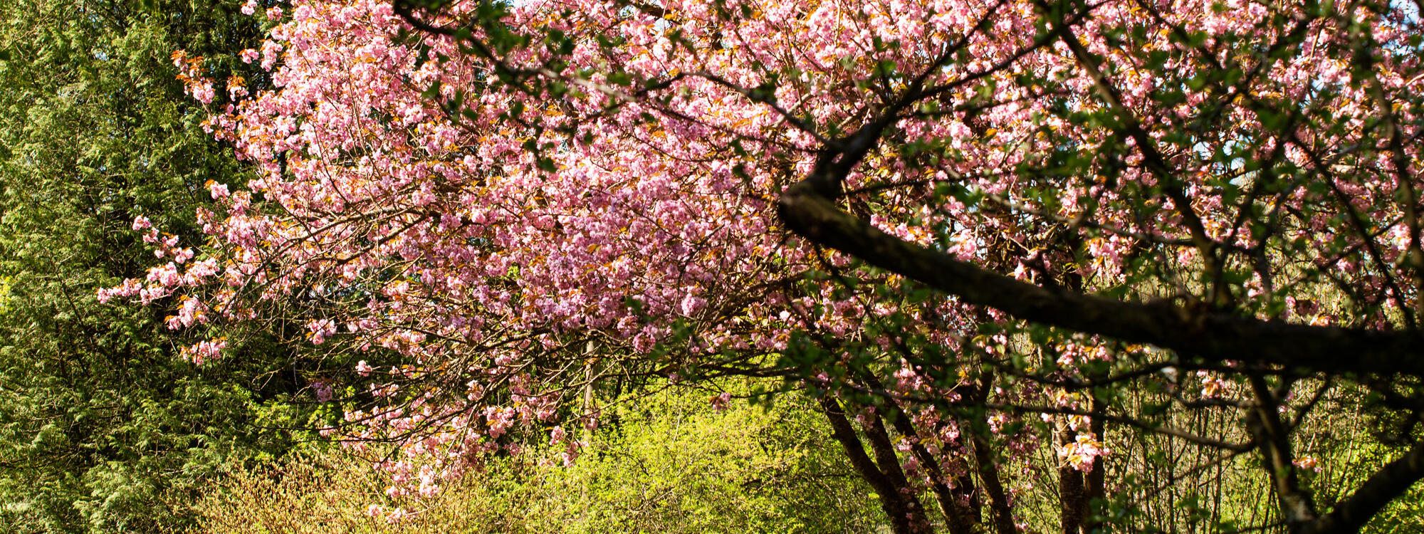 ZIST Blüten am Baum im Fruehling