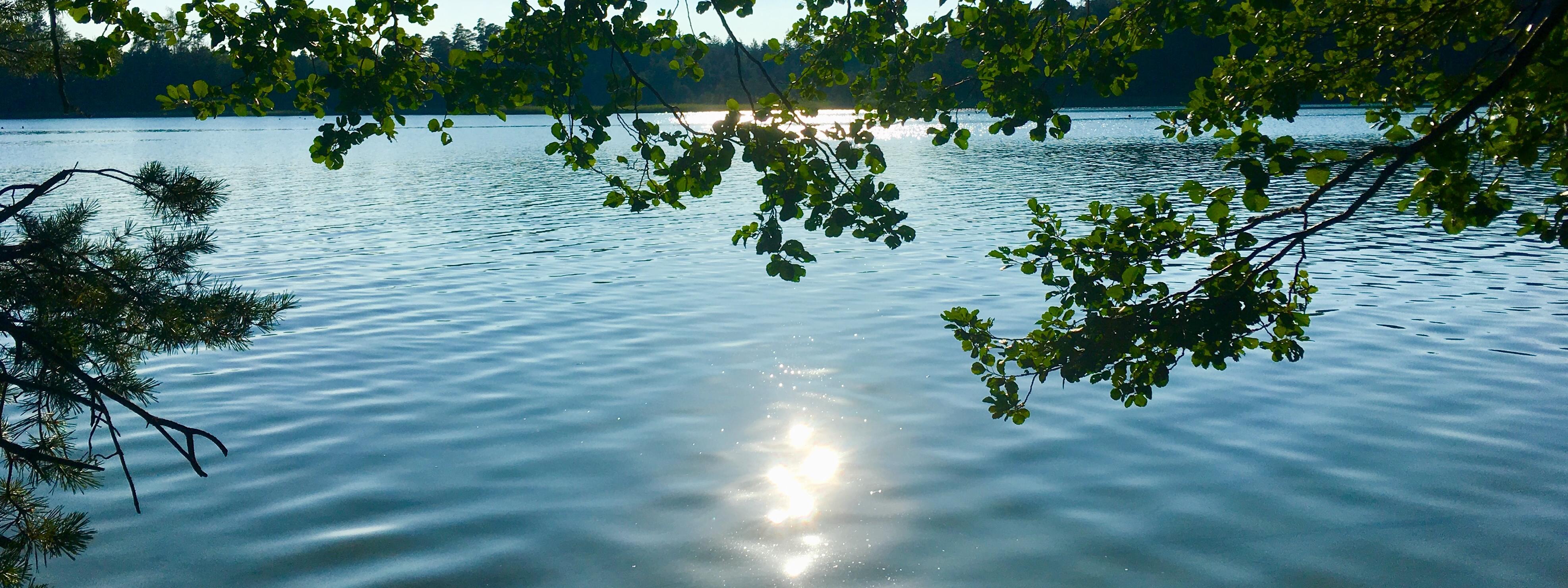 Reflexion des Sonnenlichts im See unter hängenden Zweigen und Blättern