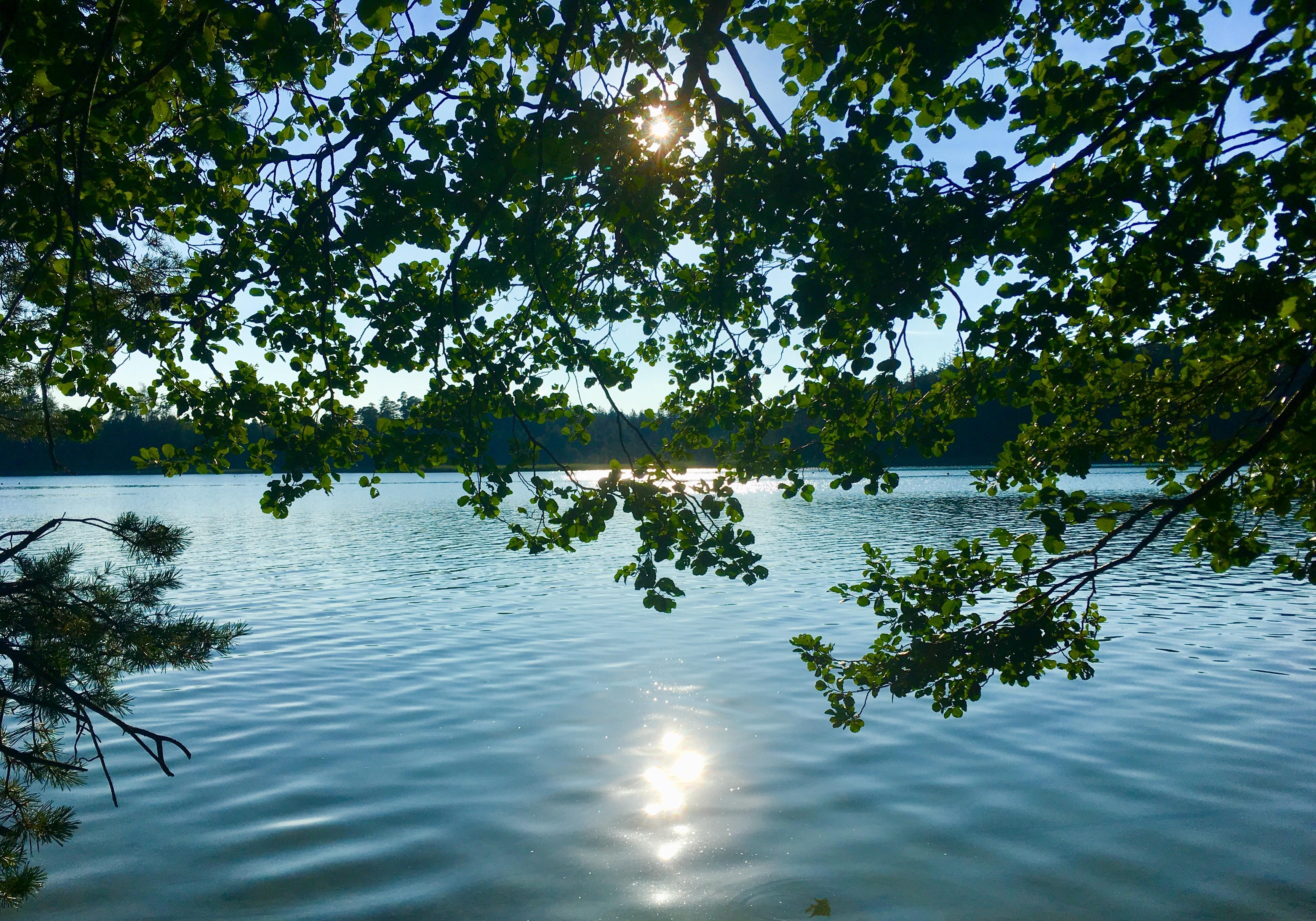 Reflexion des Sonnenlichts im See unter hängenden Zweigen und Blättern