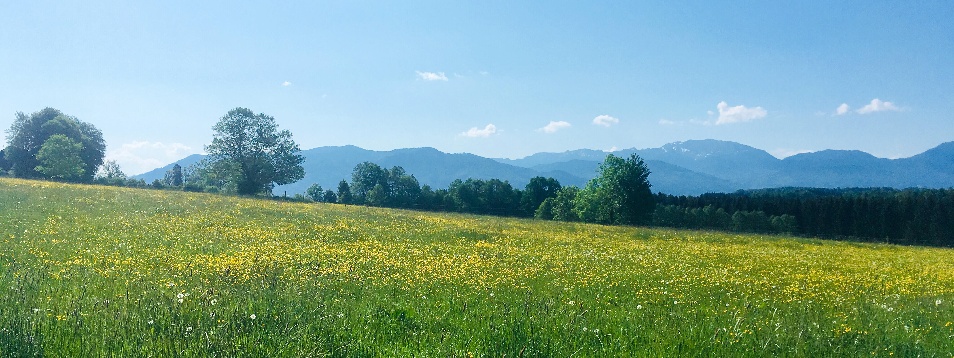 Eine blühende Wiese mit gelben Blumen, im Hintergrund sind Berge und ein blauer Himmel mit Wolken.