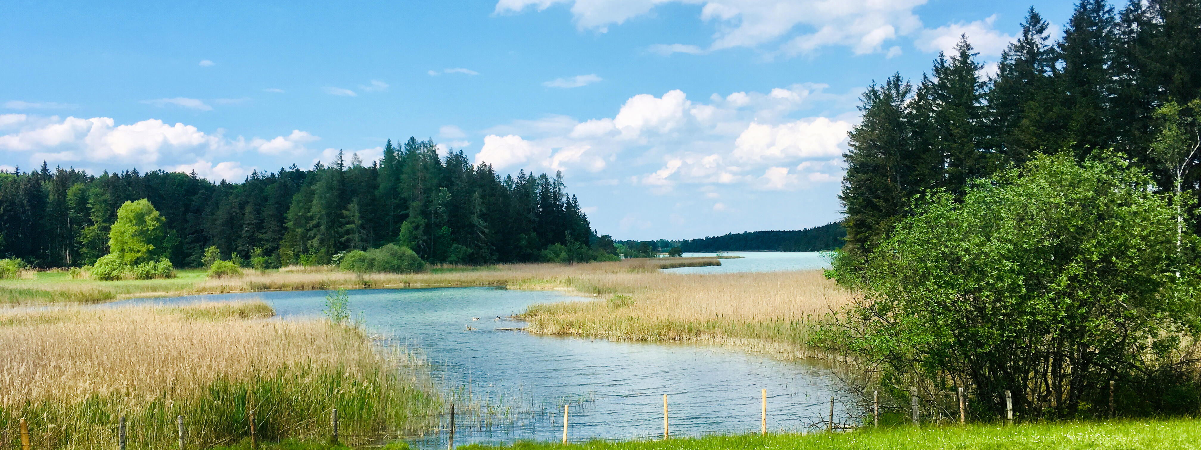 Frühlingspanorama am Ostersee in Iffeldorf bei ZIST mit grüner Wiese und Wald.
