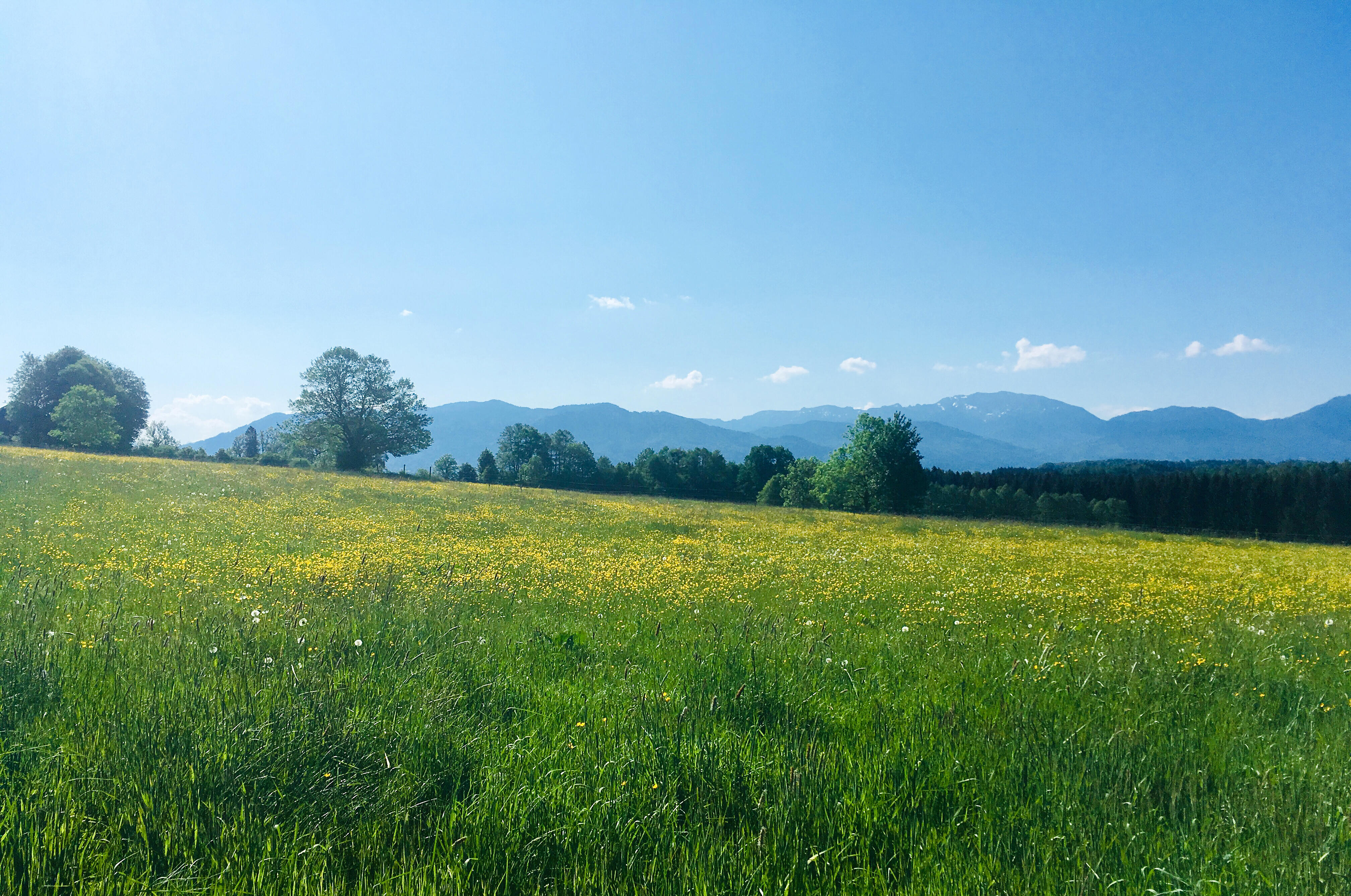 Eine blühende Wiese mit gelben Blumen, im Hintergrund sind Berge und ein blauer Himmel mit Wolken.