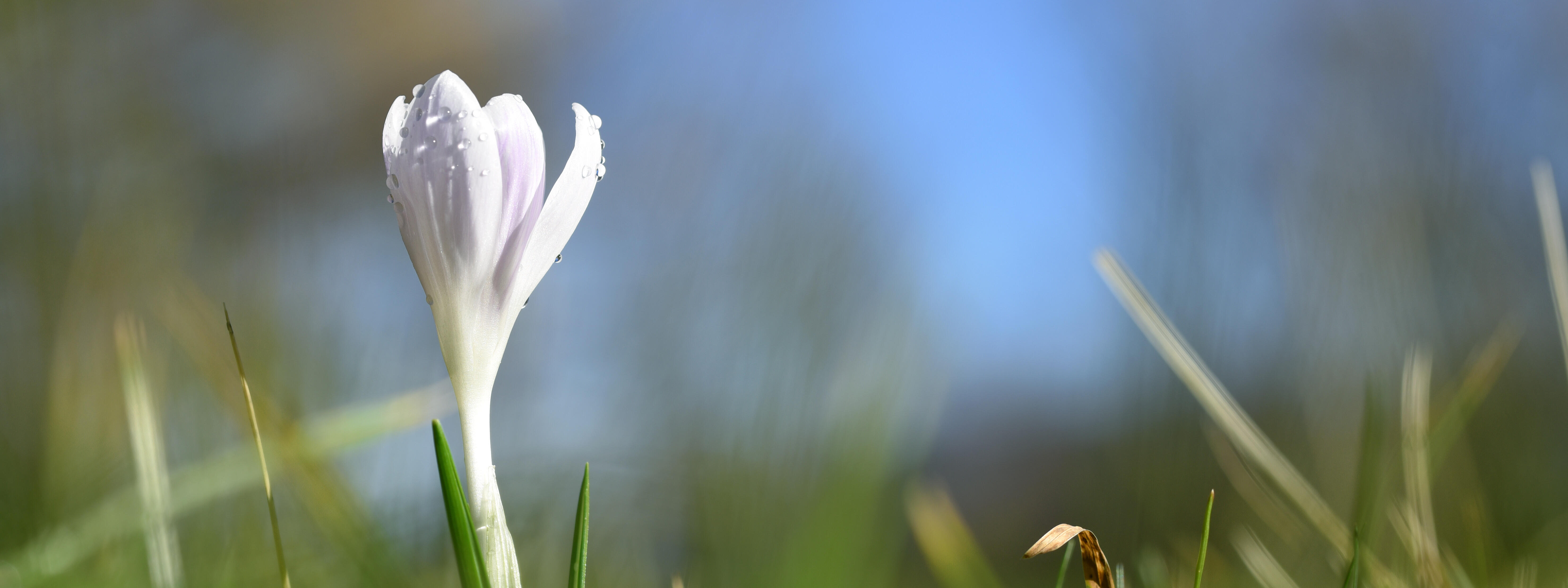 Weißer Krokus mit Tautropfen im Gras vor blauem Himmel