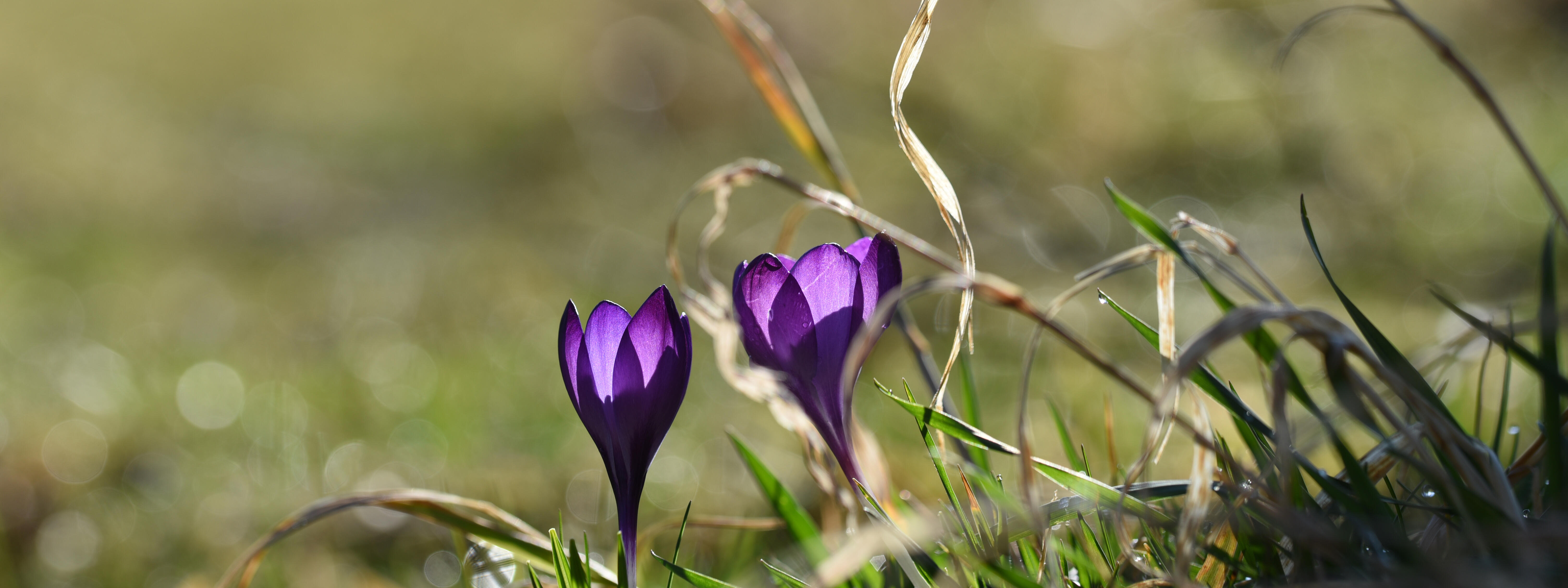 Zwei violette Krokusse im Gras vor unscharfem Hintergrund