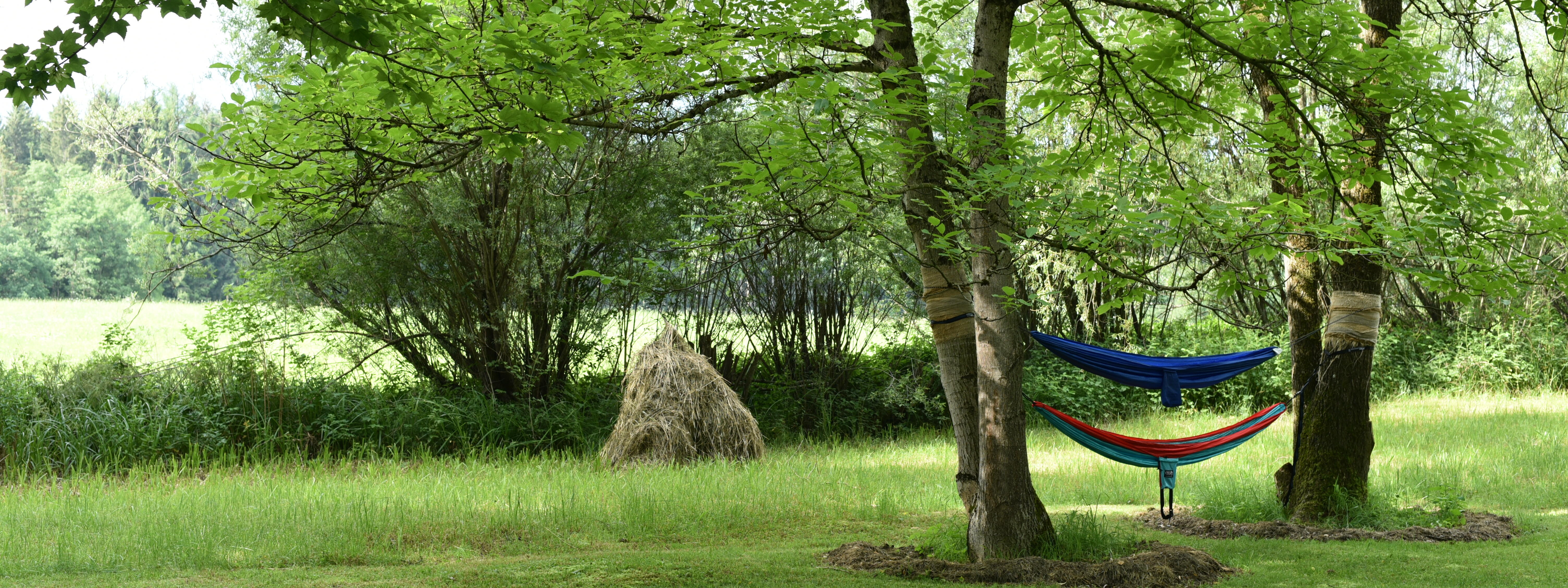 Farbenfrohe Hängematten zwischen zwei Bäumen auf grüner Wiese in ZIST, umgeben von frischem Gras und Bäumen.