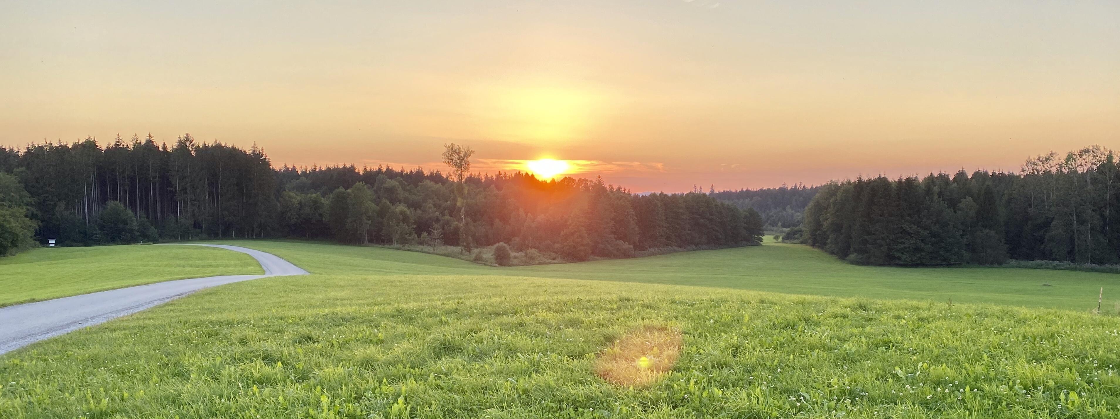 Weite grüne Wiese mit einem geschwungenen Weg und Wald im Hintergrund, beleuchtet von einem warmen Sonnenuntergang.