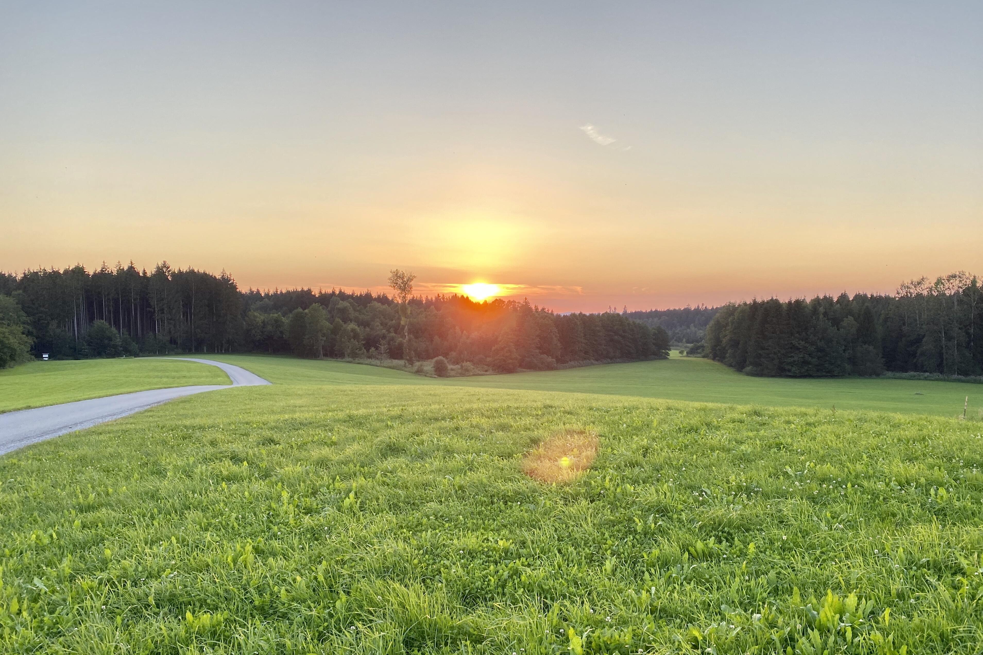 Weite grüne Wiese mit einem geschwungenen Weg und Wald im Hintergrund, beleuchtet von einem warmen Sonnenuntergang.