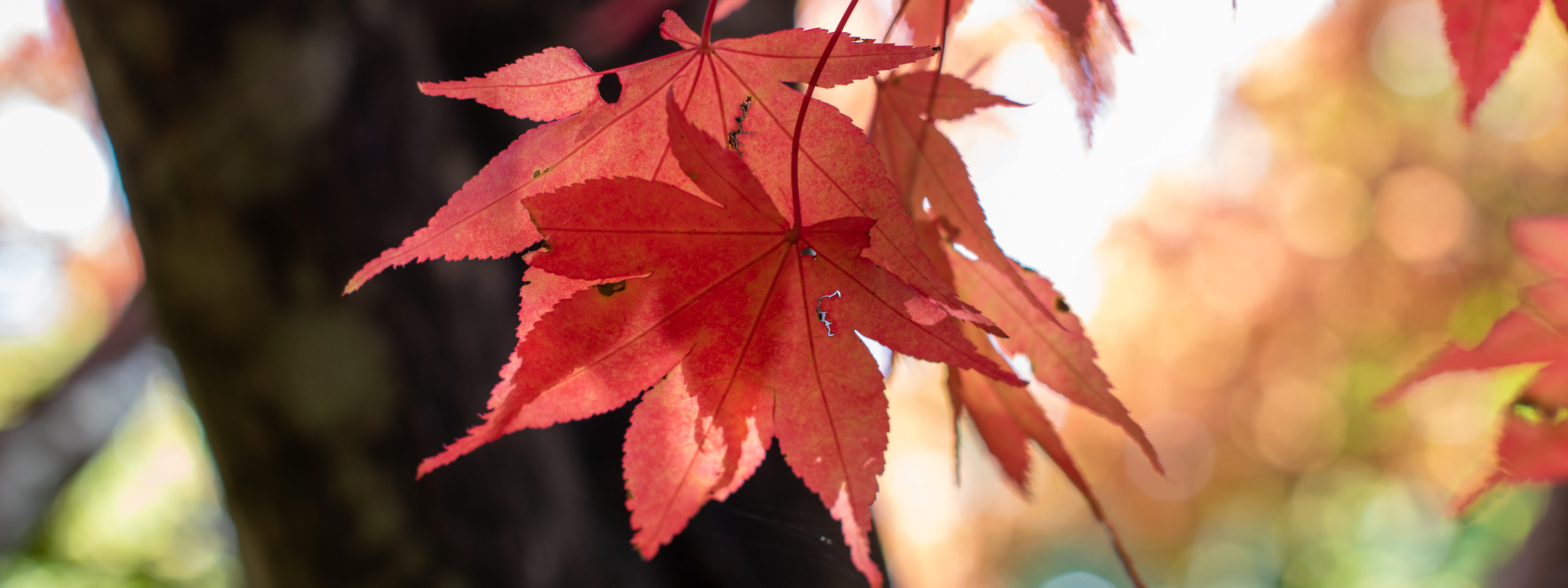 Rotes Ahornblatt im Sonnenlicht vor unscharfem Hintergrund