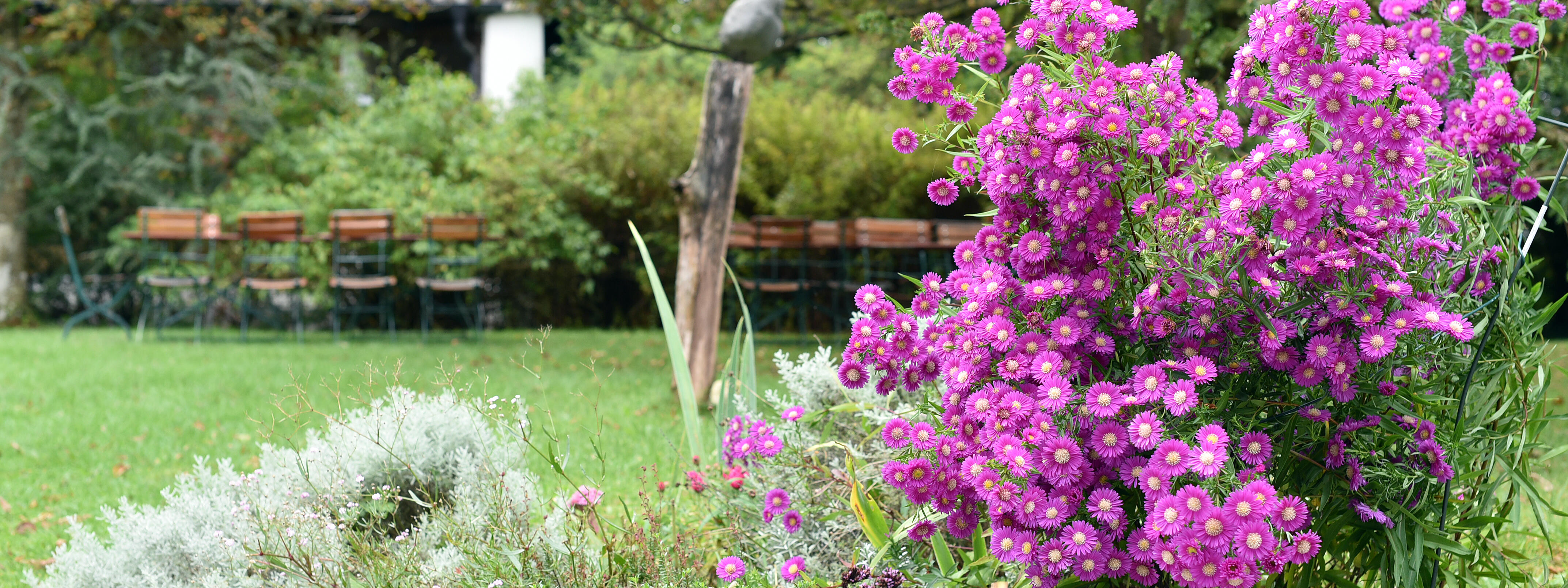 Violette Blumen neben Steinen im Garten, mit unscharfem Hintergrund