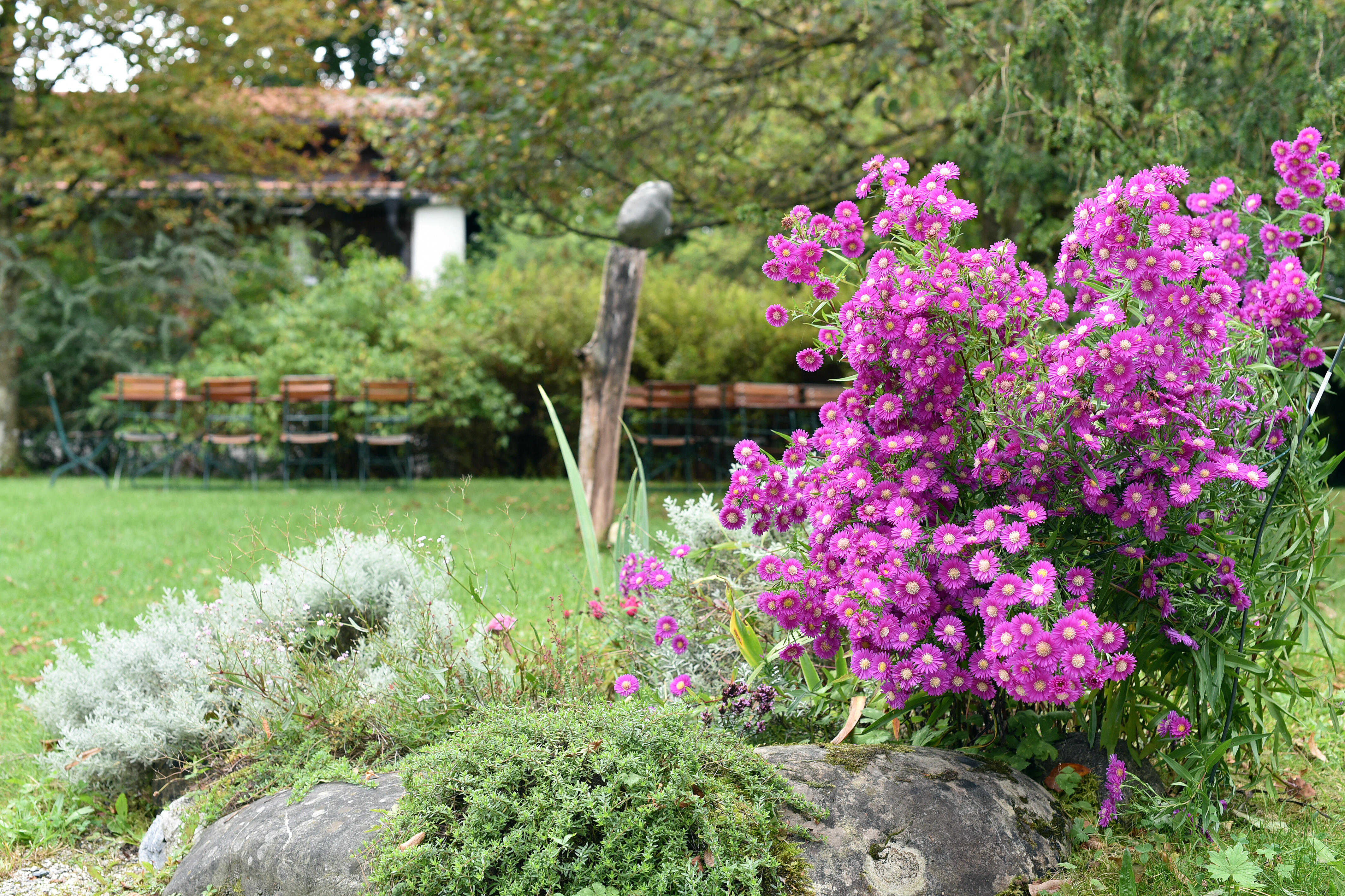 Violette Blumen neben Steinen im Garten, mit unscharfem Hintergrund