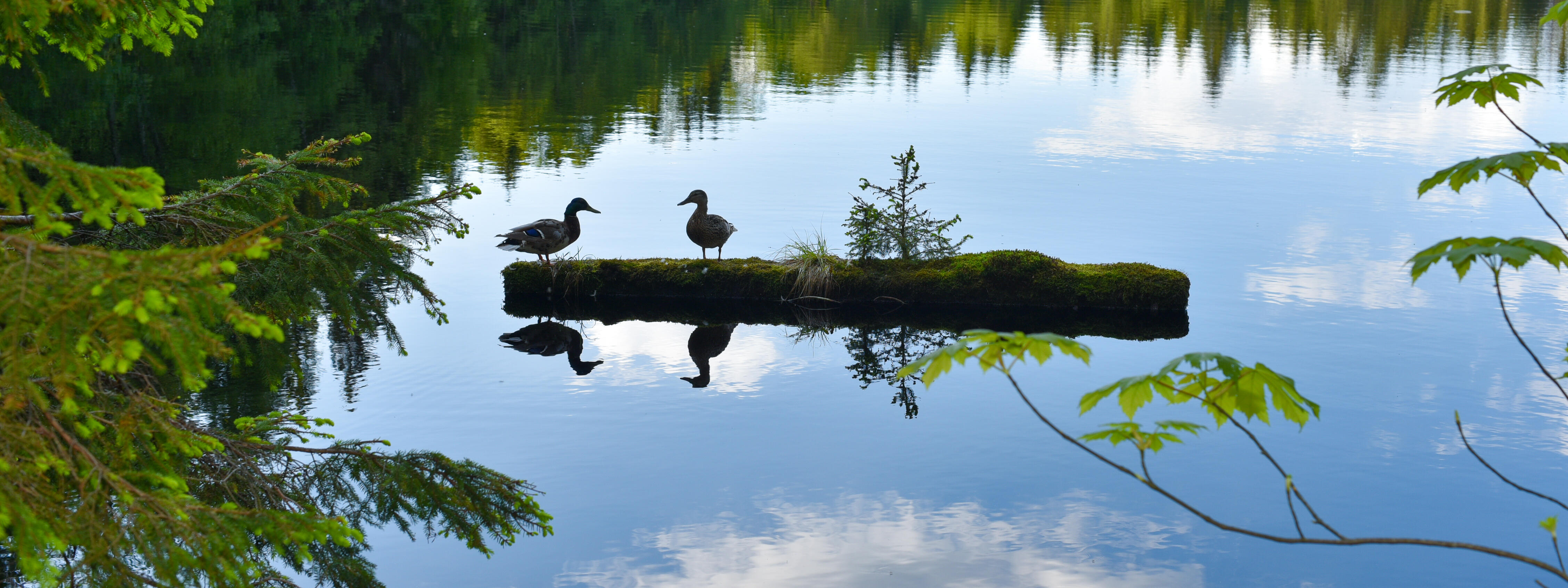 Zwei Enten auf Holz im See, umgeben von Baumspiegelungen