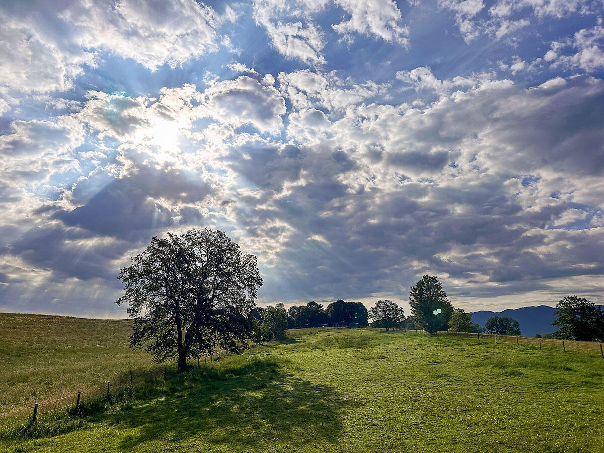 ZIST Baum vor Wolkenhimmel