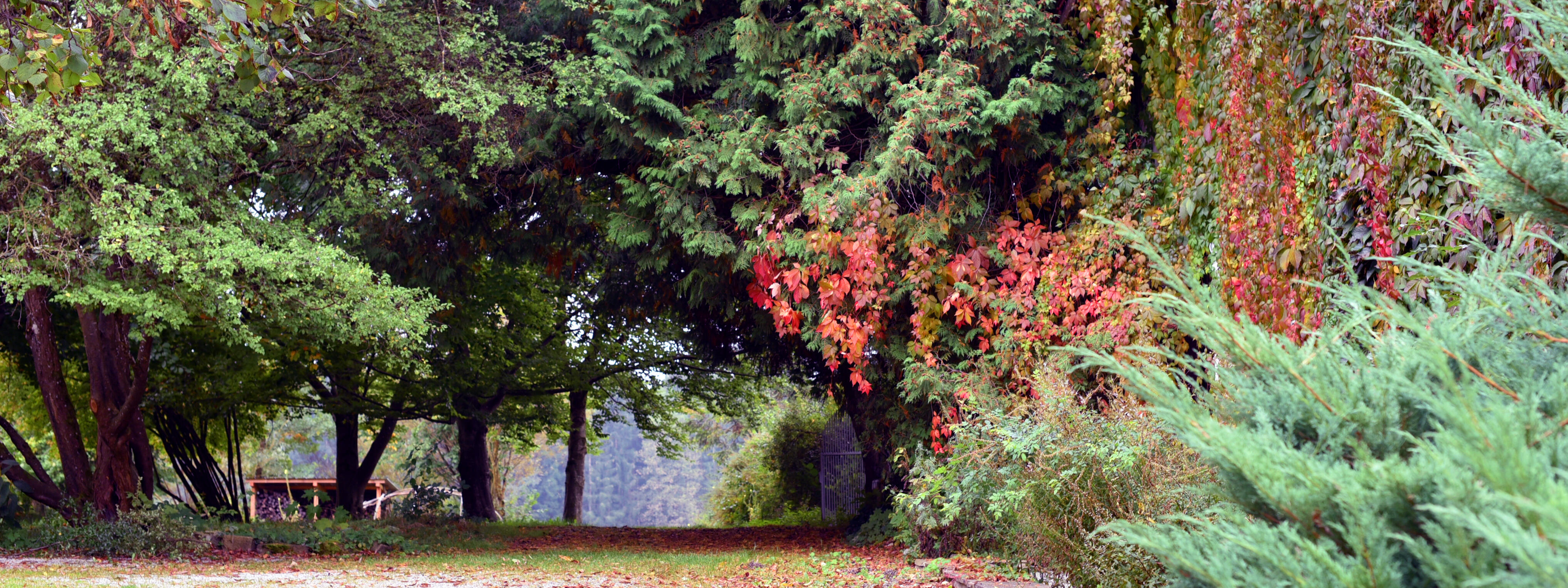 ZIST im Herbst - bunte Blätter und Herbststimmung