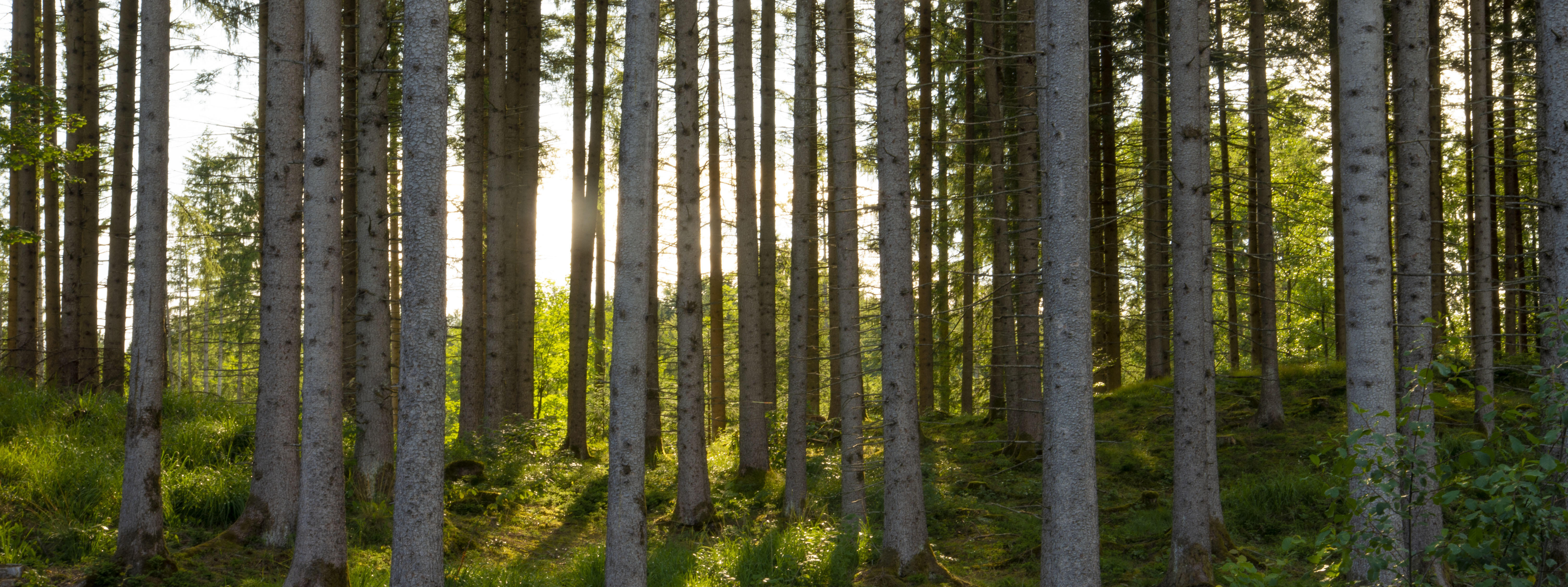 Wald im Sonnenaufgang
