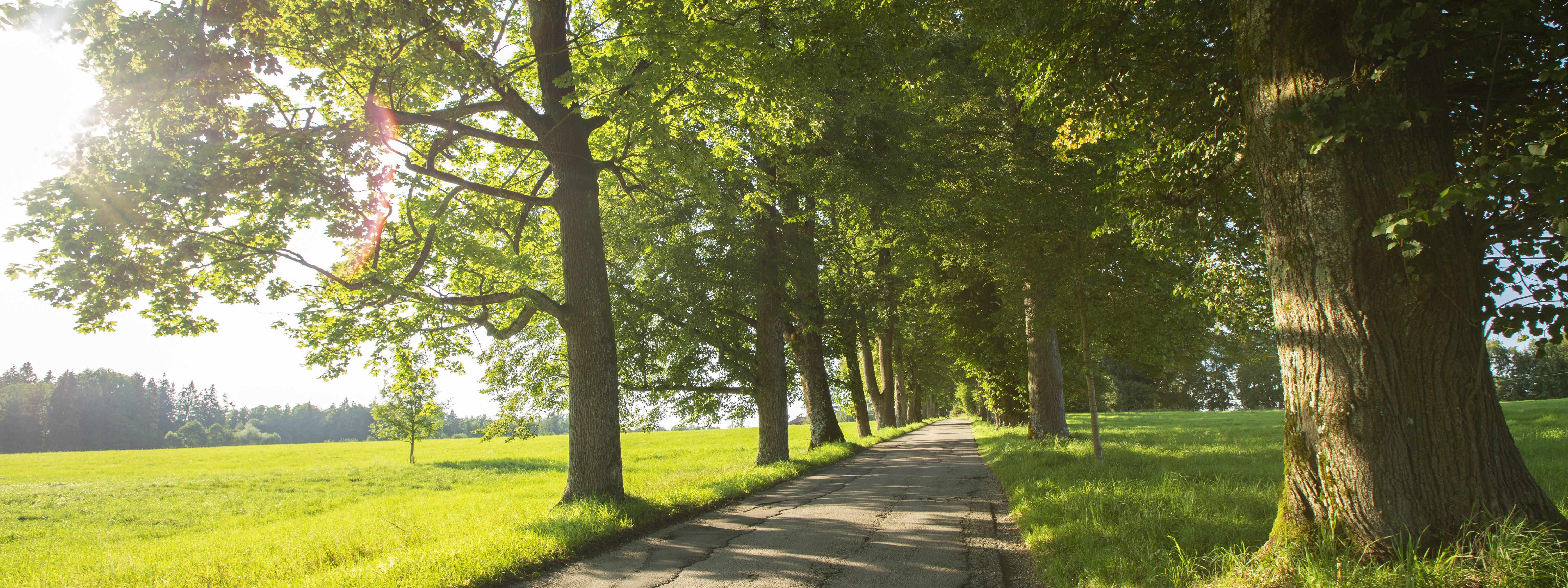 Umgebung Nantesbuch Allee im Sommer