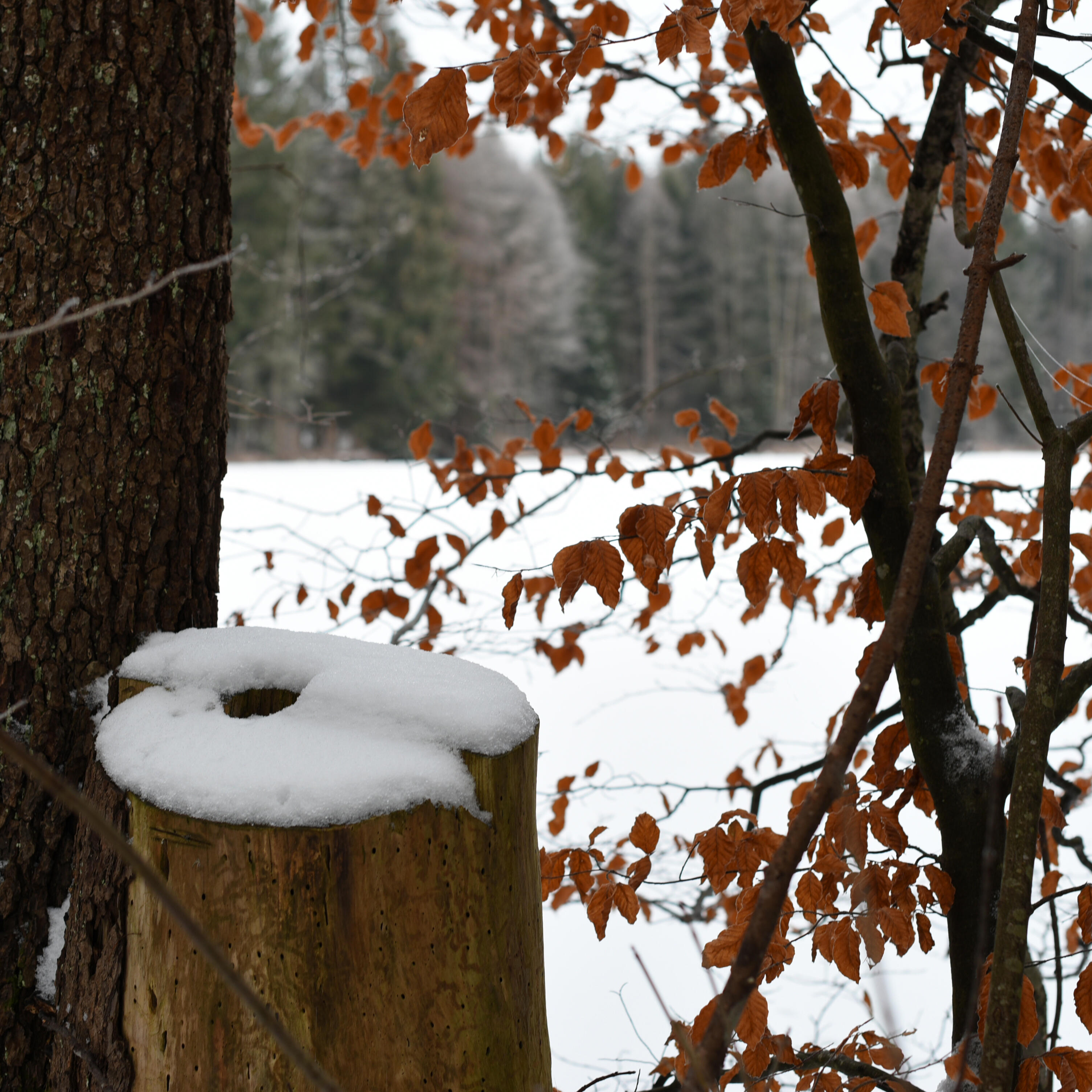 Verschneiter Baumstamm am Rande des zugefrorenen Sees im Winter in ZIST.
