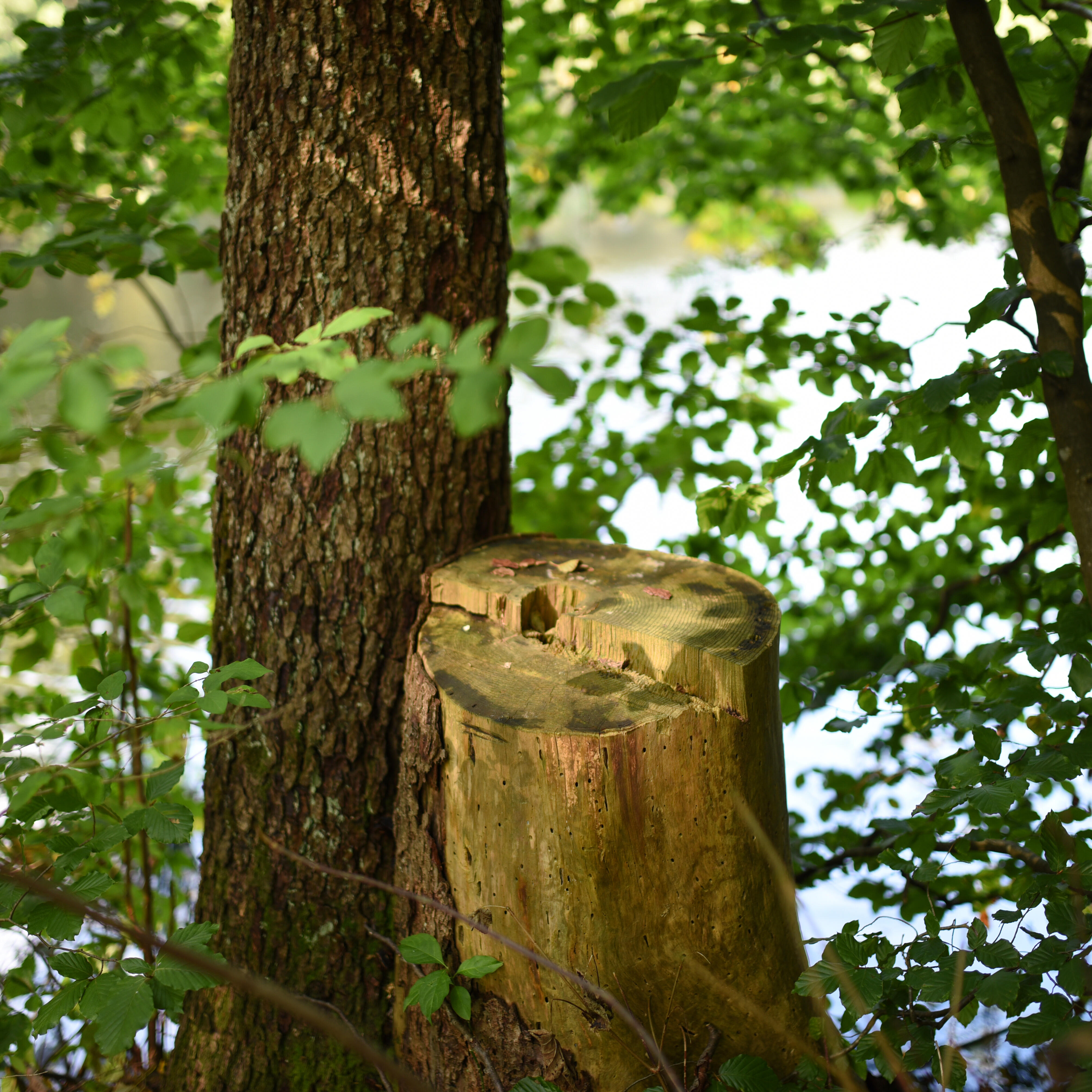 Baumstamm am See bei ZIST