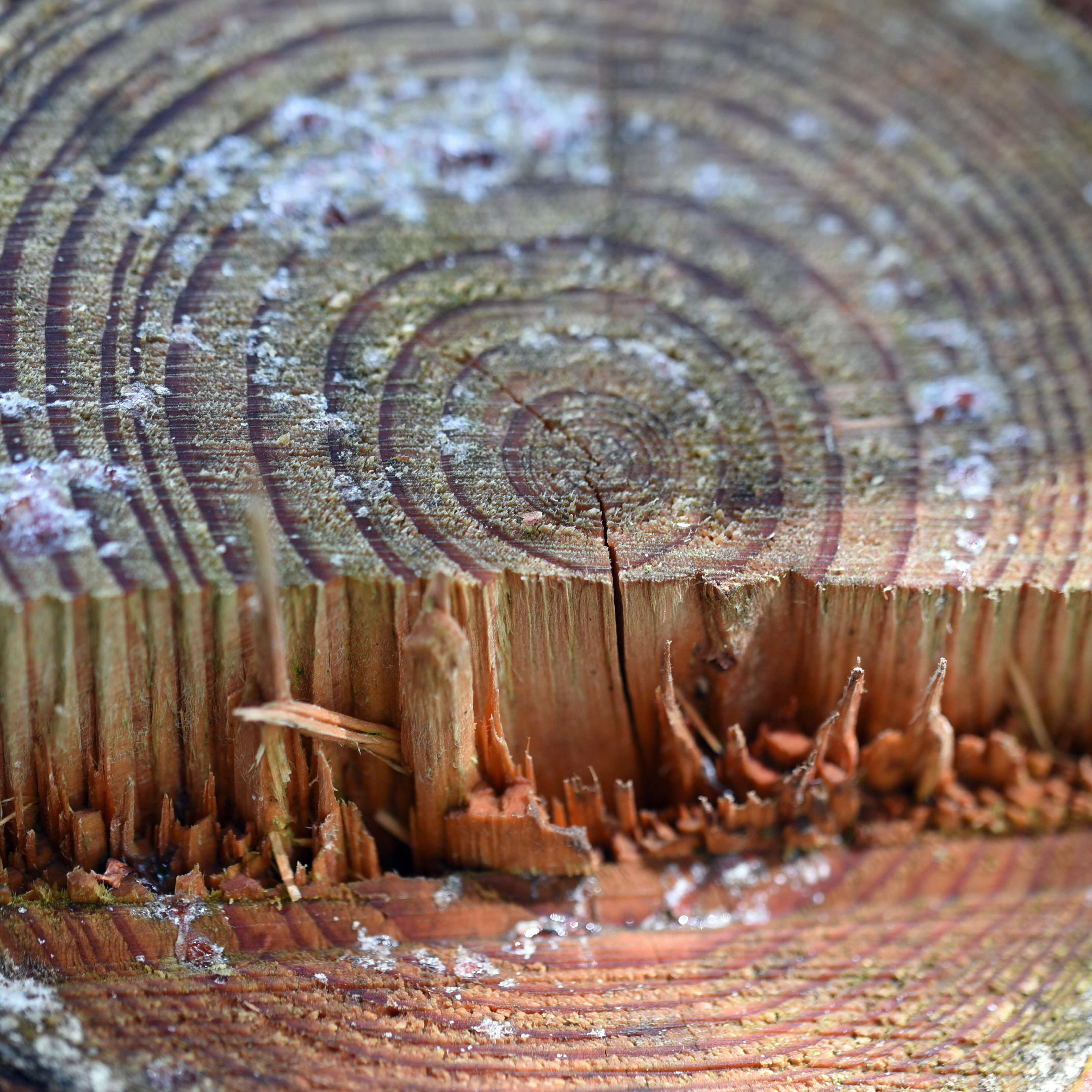 Baumstamm mit runden Jahresringen im Winter