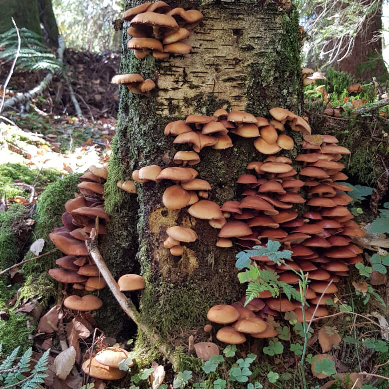 Pilze am Baumstamm