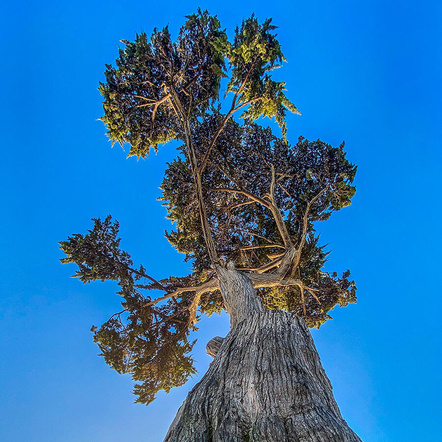 Zypresse mit altem Baumstamm vor blauem Himmel
