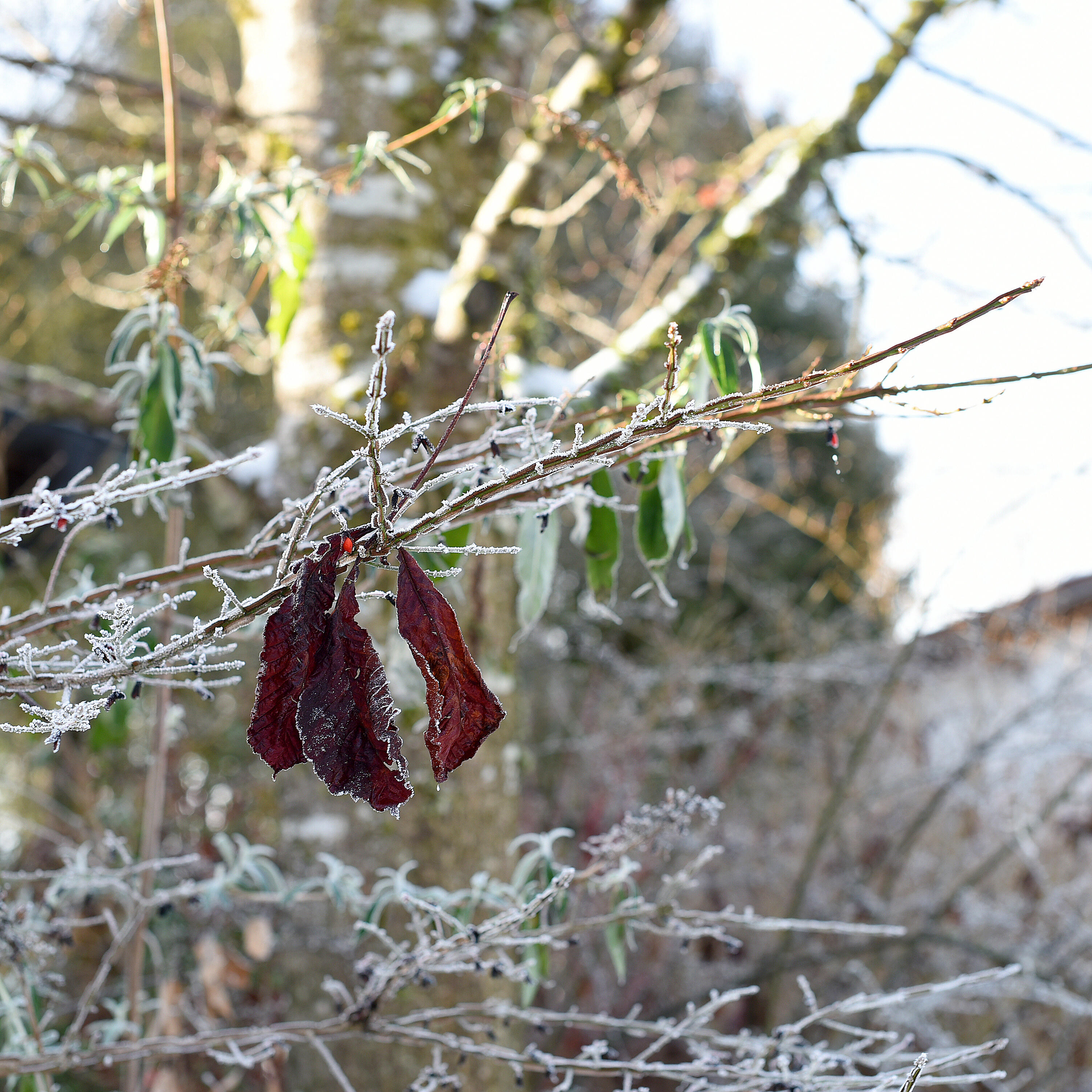 Blatt an gefrorenen Zweigen im Winter