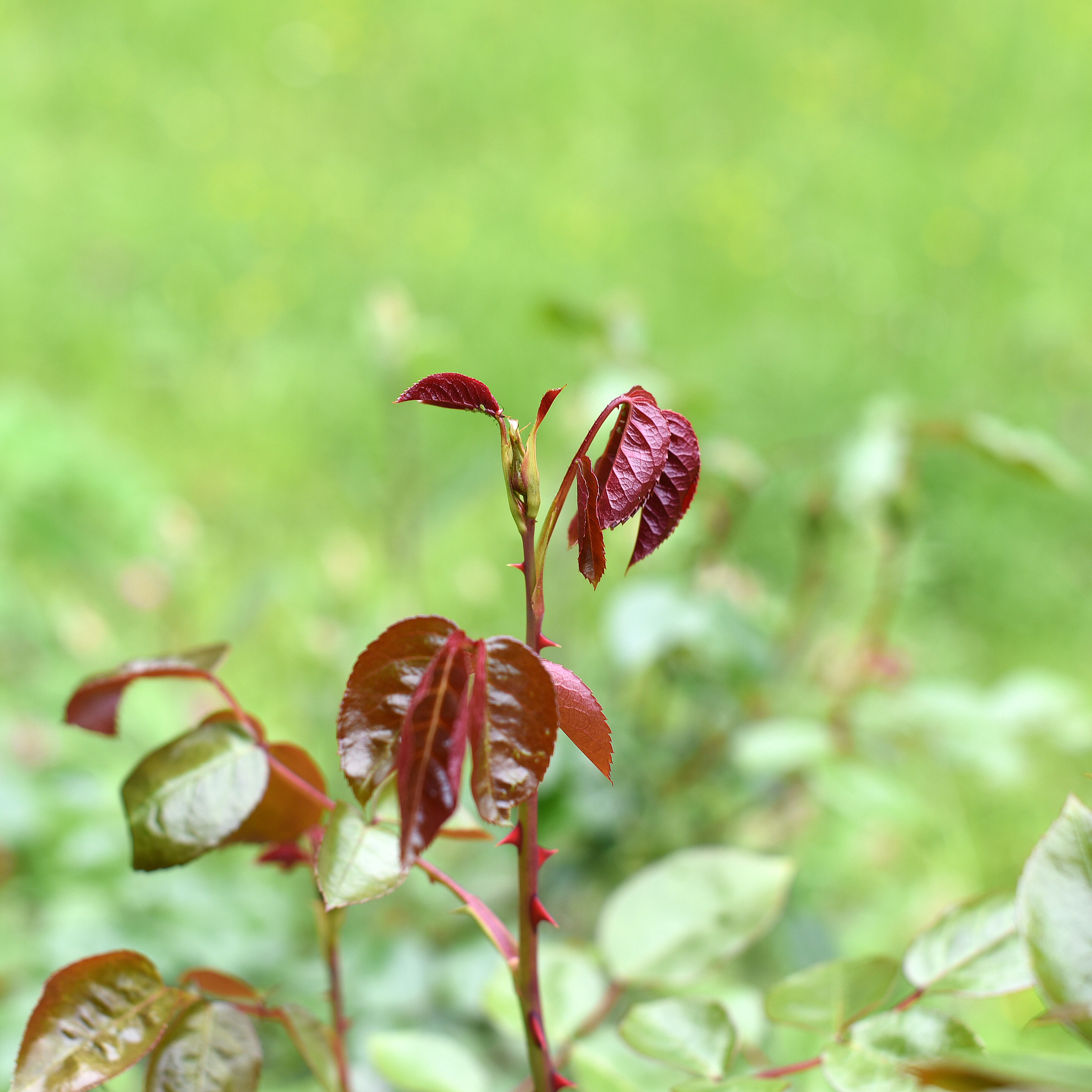 Frische, rote Blätter sprießen aus einer Pflanze und heben sich kontrastreich vom grünen Hintergrund ab.