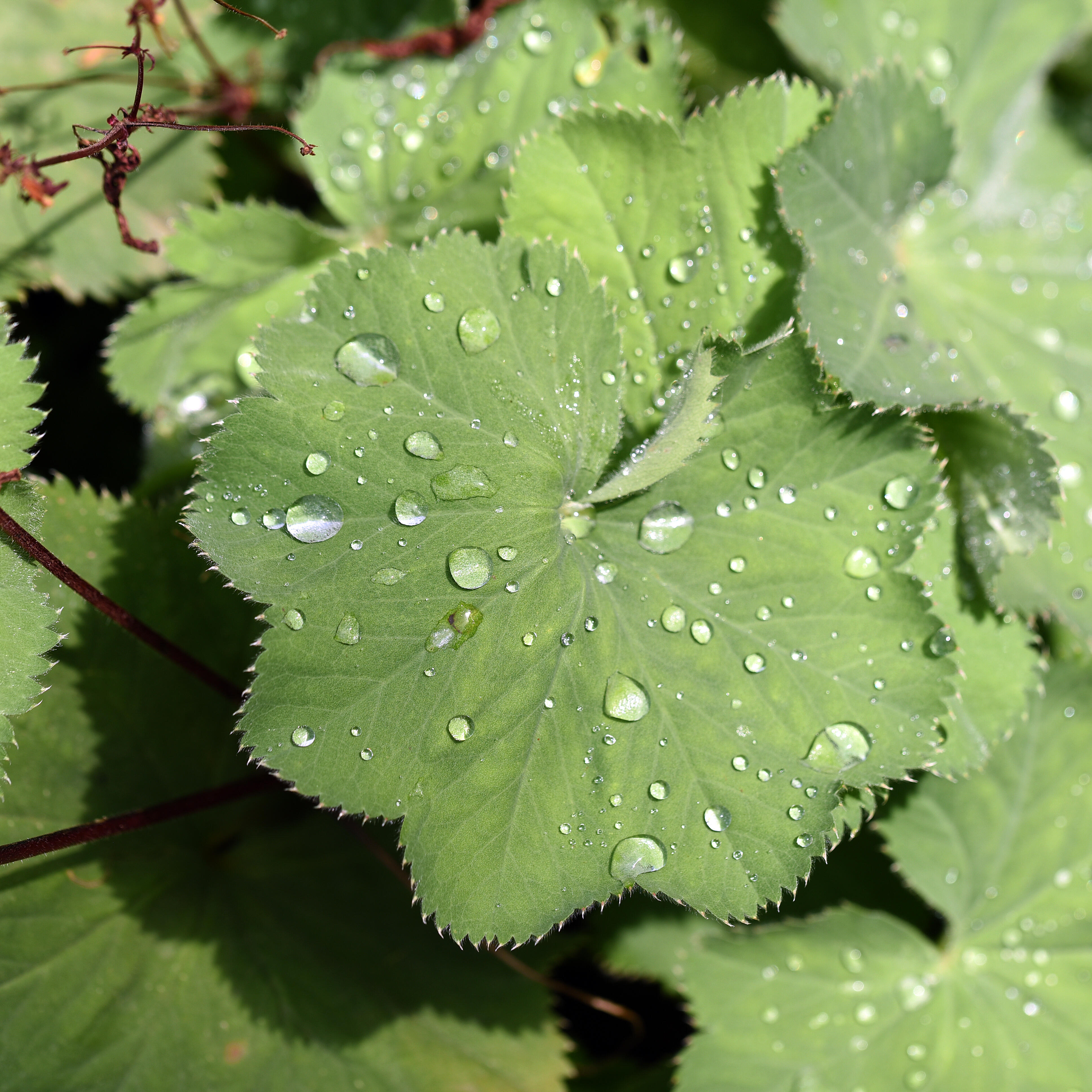 Kristallklare Wassertropfen perlen auf den saftig grünen Blättern einer Pflanze.
