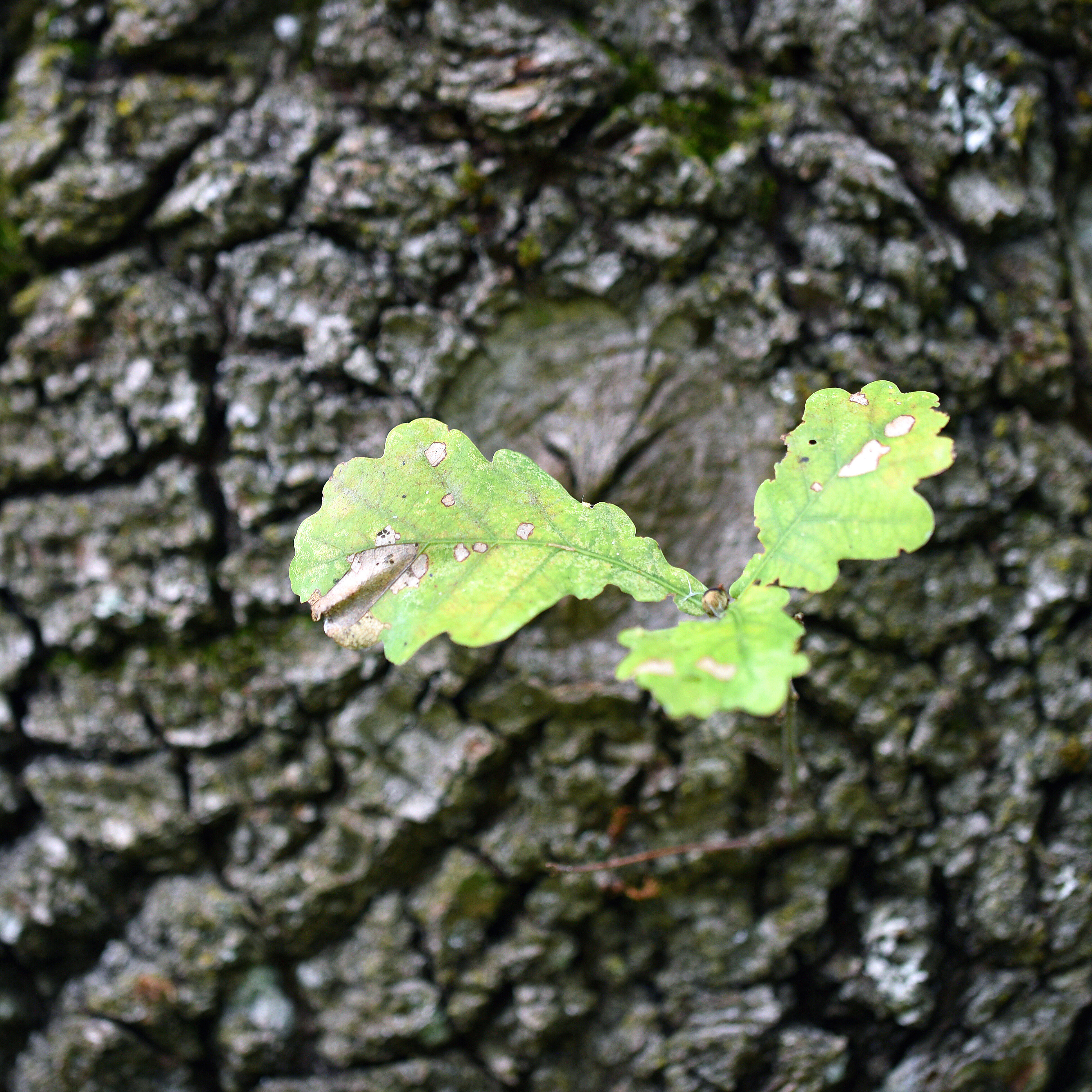 Ein zartes, grünes Eichenblatt wächst direkt aus der rauen, verwitterten Baumrinde. Das Bild symbolisiert Neubeginn, Widerstandskraft und die Kraft der Natur – perfekt für Themen wie Wachstum, Veränderung und Nachhaltigkeit.