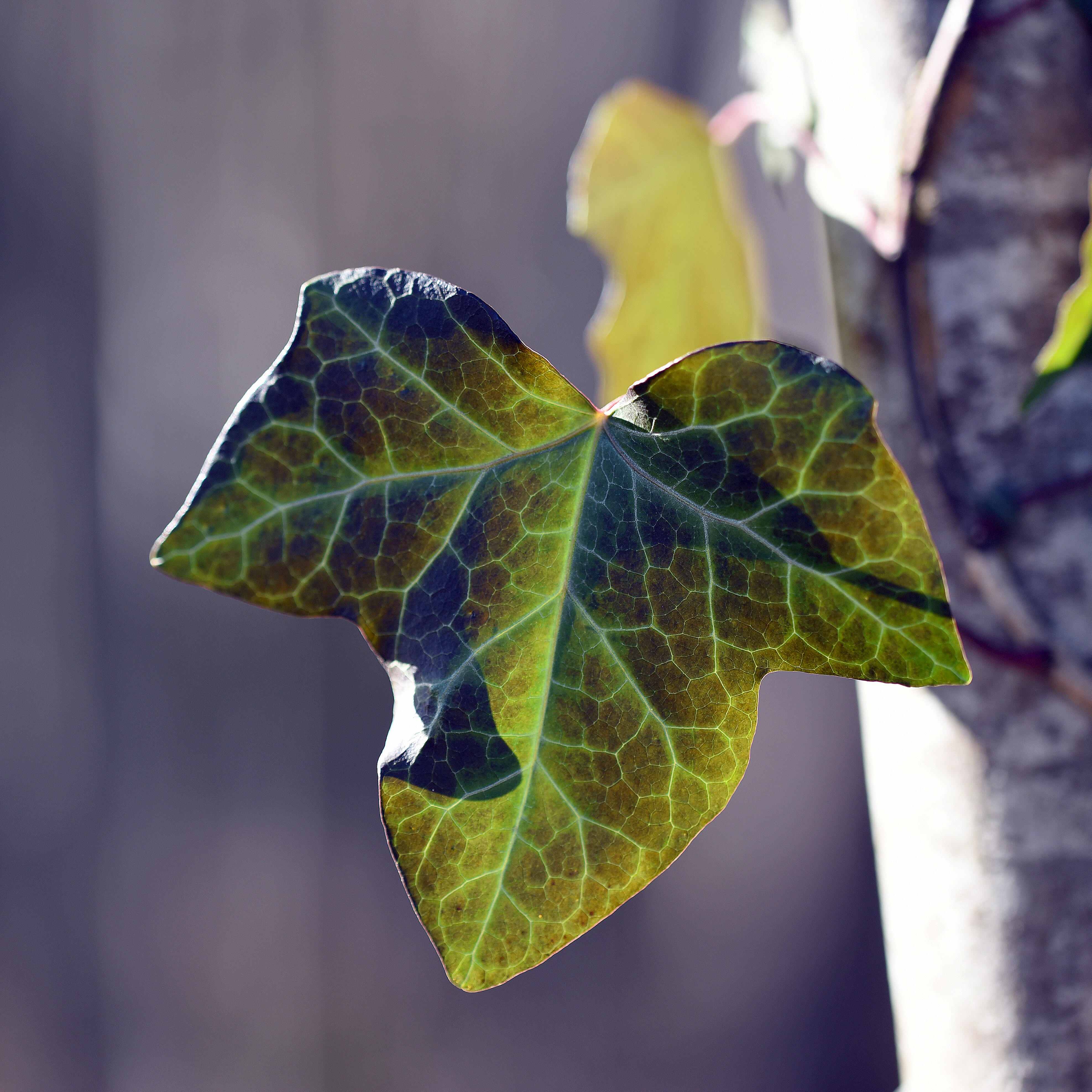 Efeublatt im Licht - Natur, Wachstum
