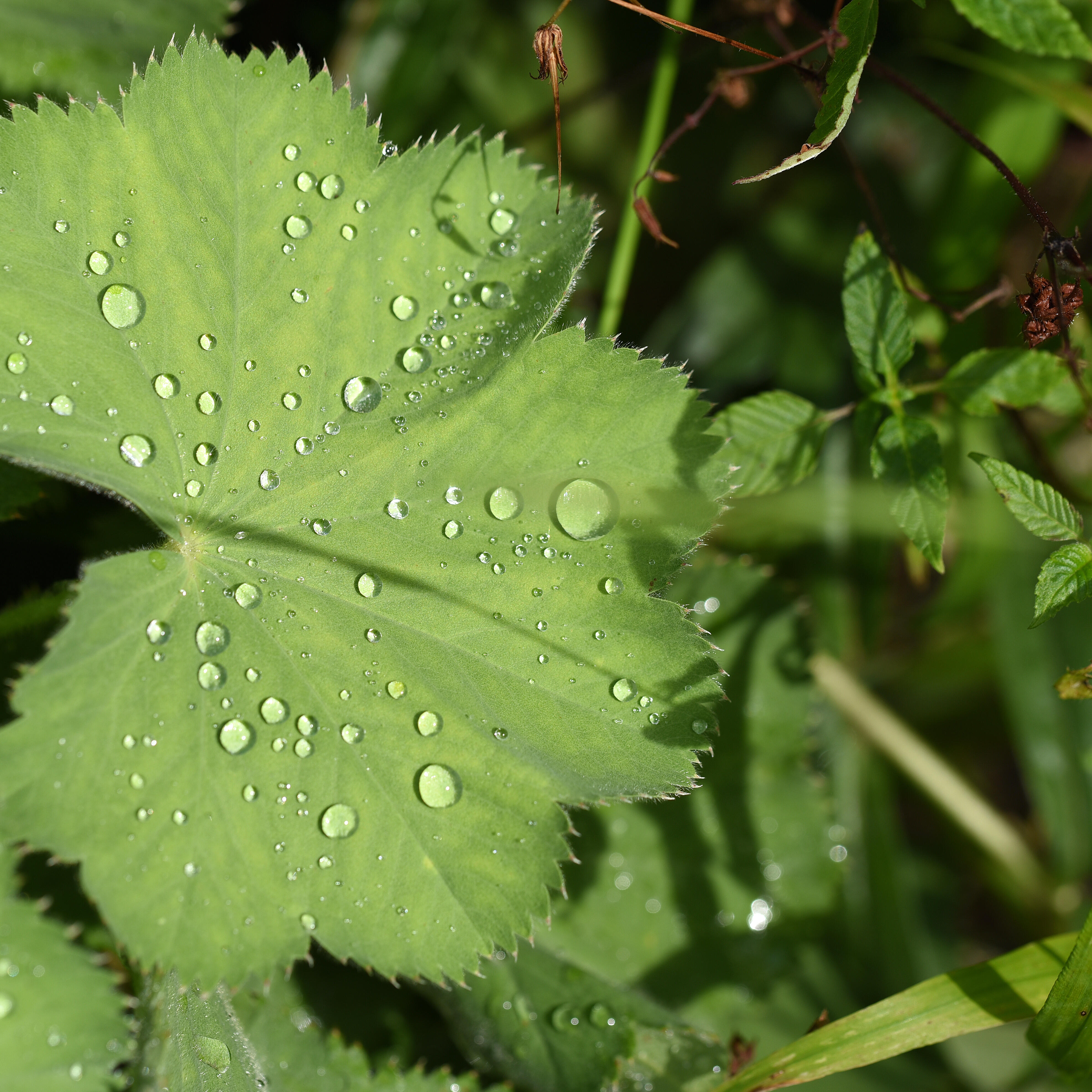 Feine Wassertropfen glitzern auf einem grünen Blatt im sanften Morgenlicht.