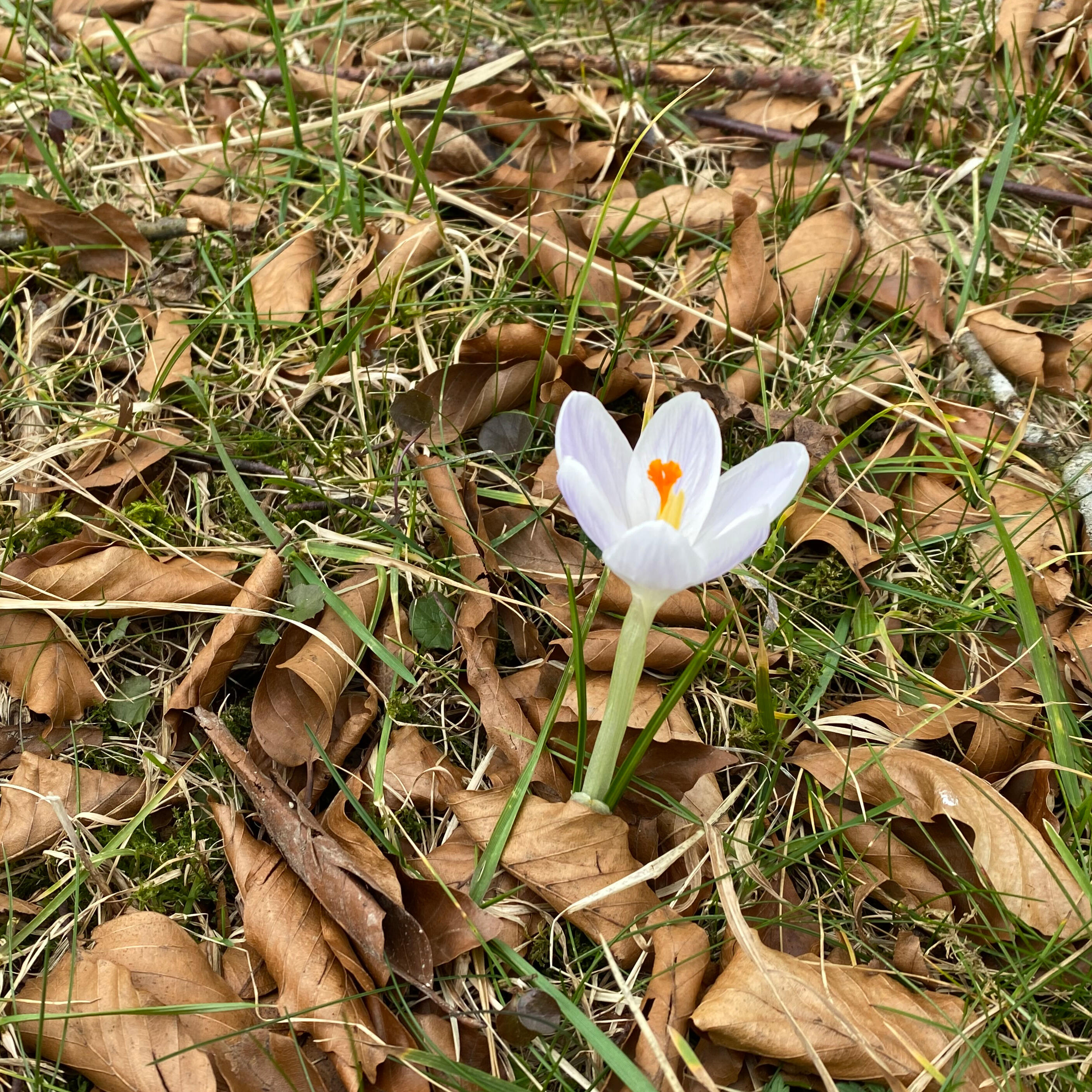 Weißer Krokus im Herbstlaub - ZIST Garten