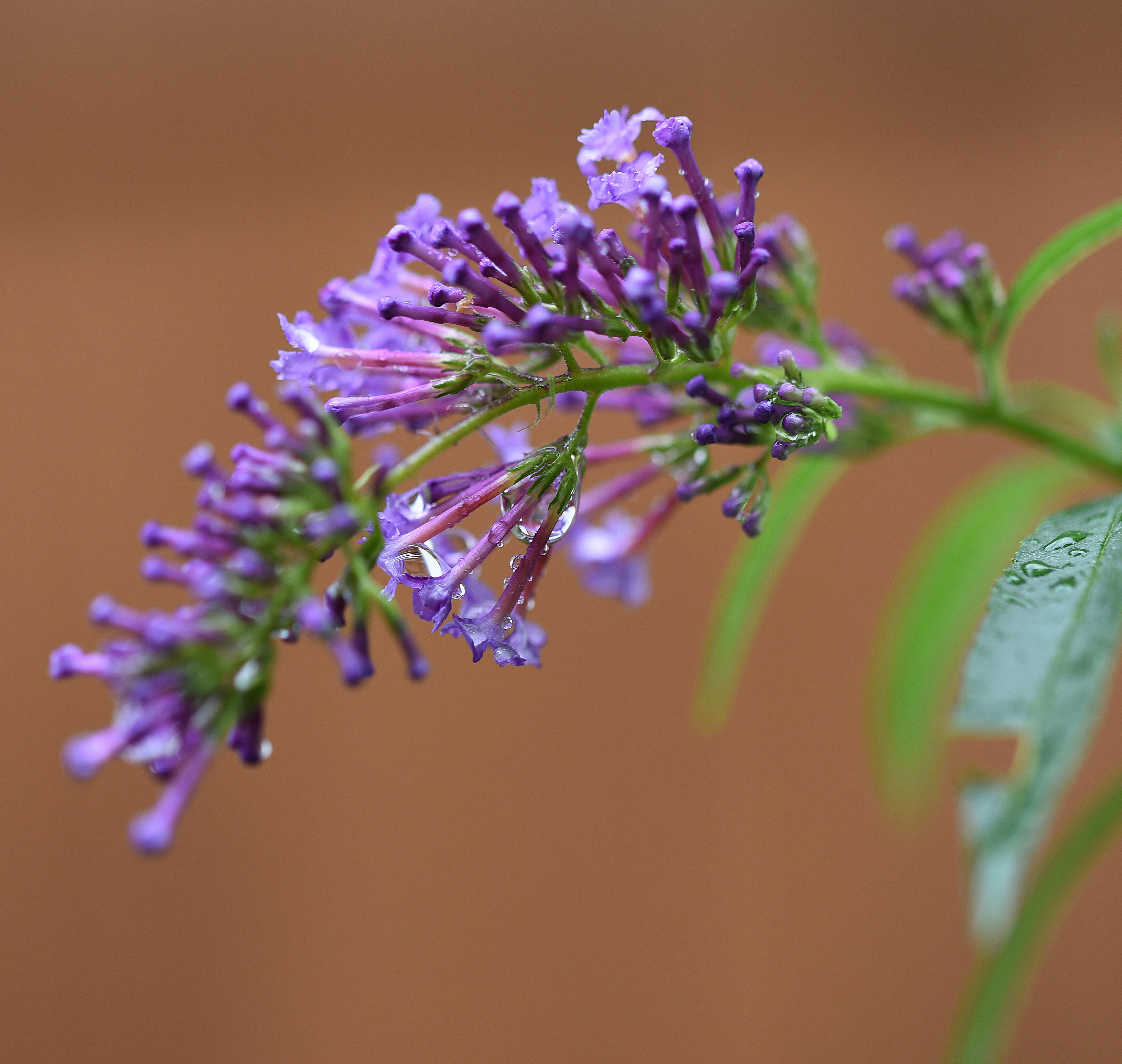 Lila-violette Blüten im Garten des ZIST Seminarhauses mit Wasertropfen