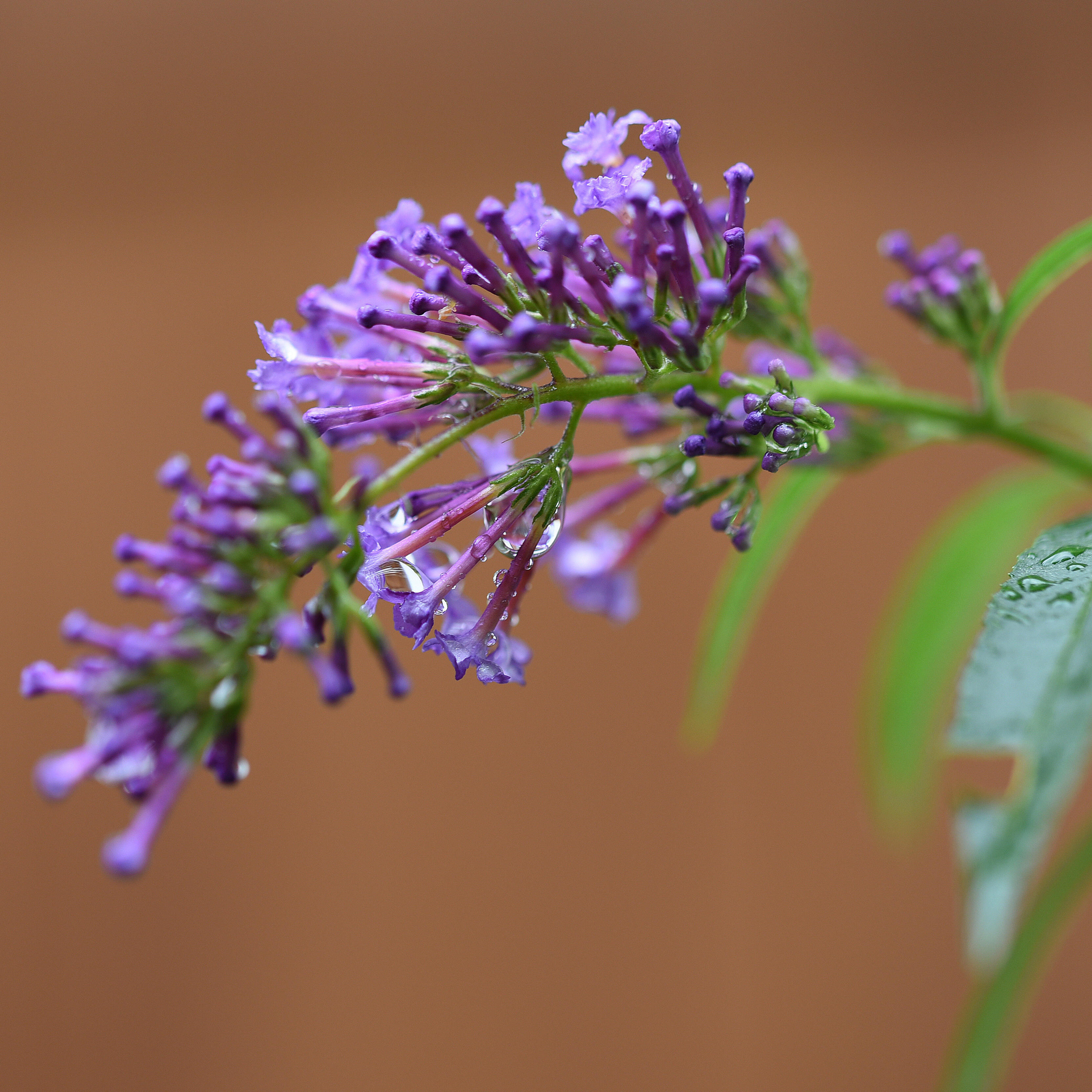 Lila-violette Blüten im Garten des ZIST Seminarhauses mit Wasertropfen