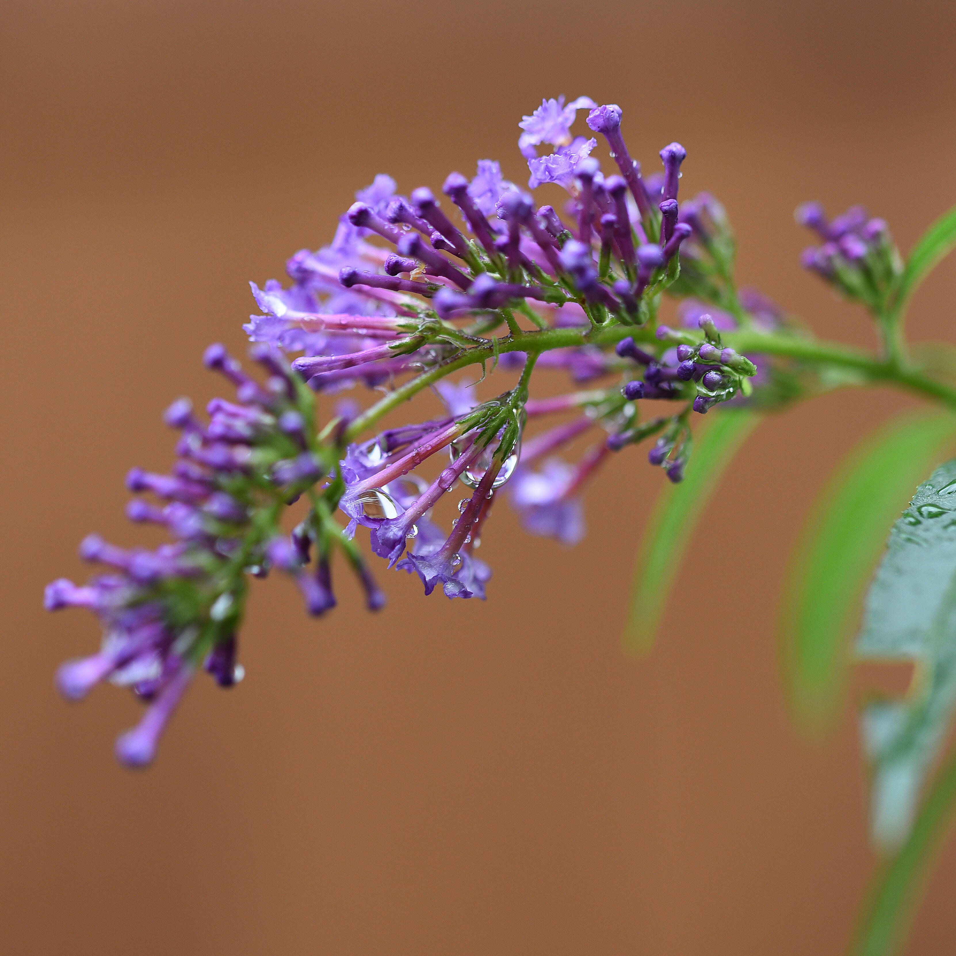 Lila-violette Blüten im Garten des ZIST Seminarhauses mit Wassertropfen