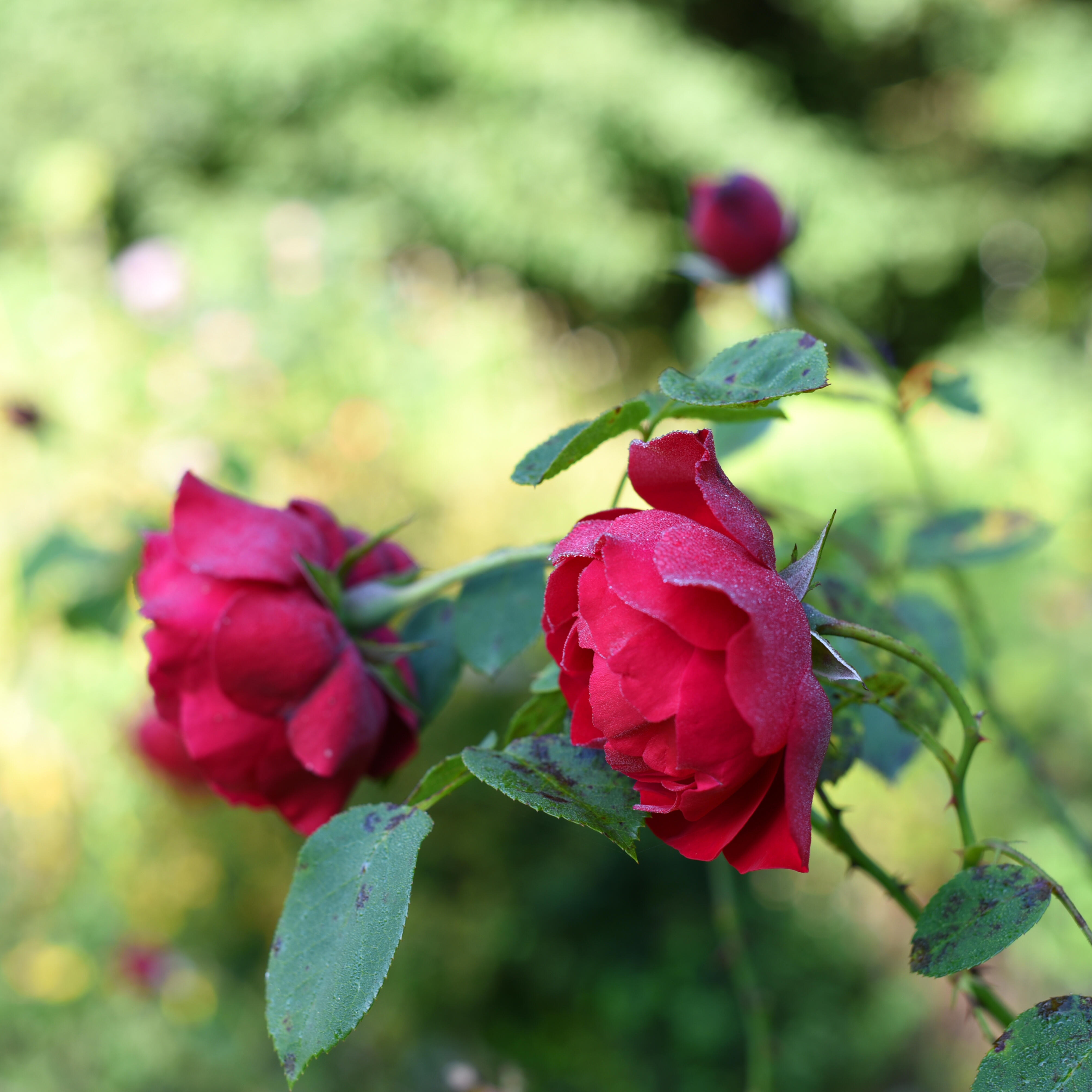 Leuchtend rote Rosen blühen im sonnigen ZIST Garten stehen in voller Pracht vor einem verschwommenen, grünen Hintergrund.