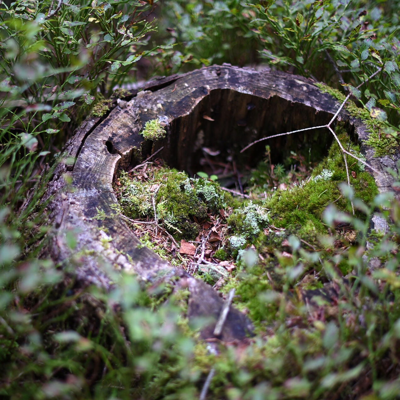 Ein alter Baumstumpf, von Moos und kleinen Pflanzen überwuchert, fügt sich harmonisch in die Waldlandschaft ein. Die Szene symbolisiert den Kreislauf der Natur und das Zusammenspiel von Vergänglichkeit und Neubeginn.