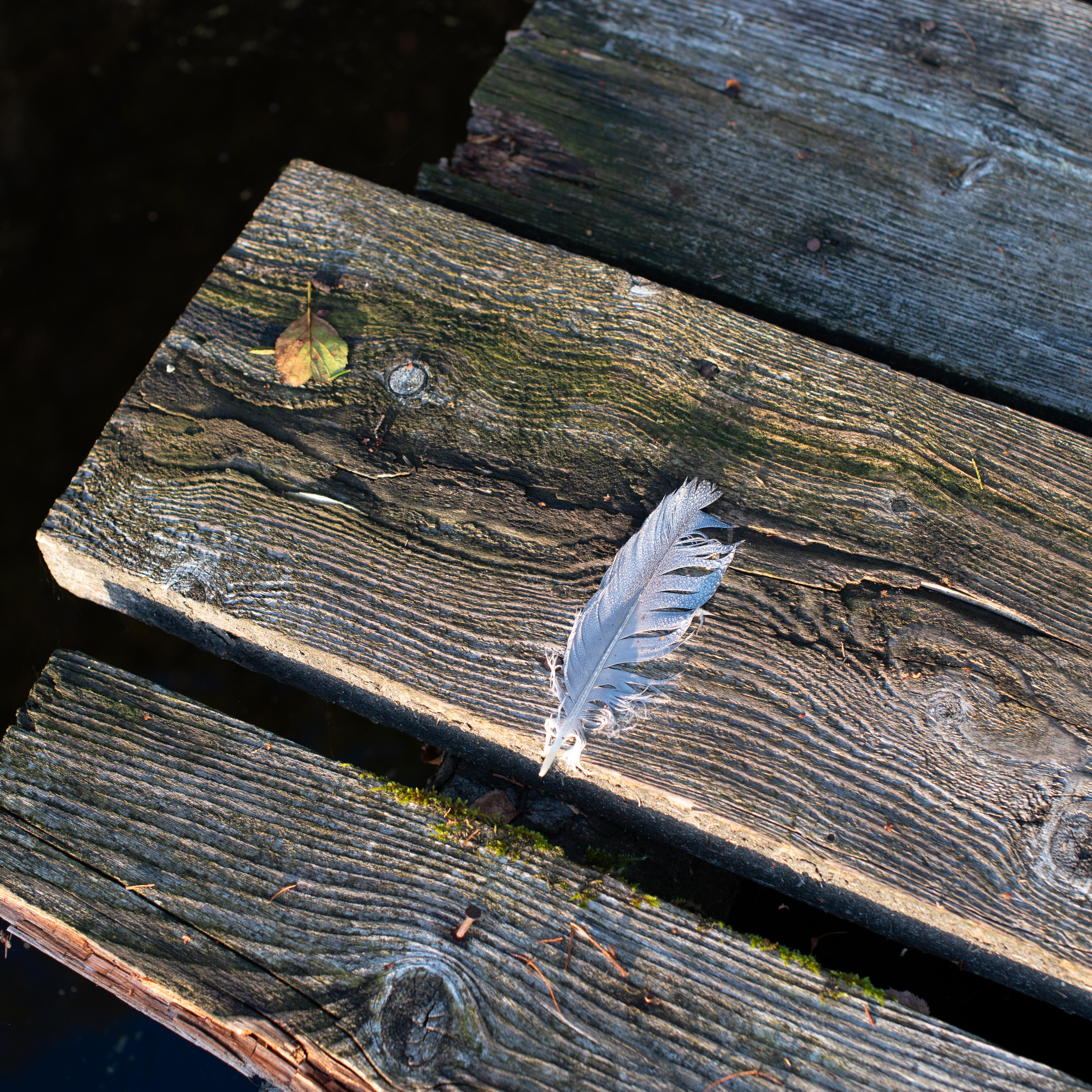 Eine zarte Feder liegt auf verwittertem Holz eines Stegs, sanft beleuchtet von der Sonne. Die Szene vermittelt Ruhe, Vergänglichkeit und Freiheit.