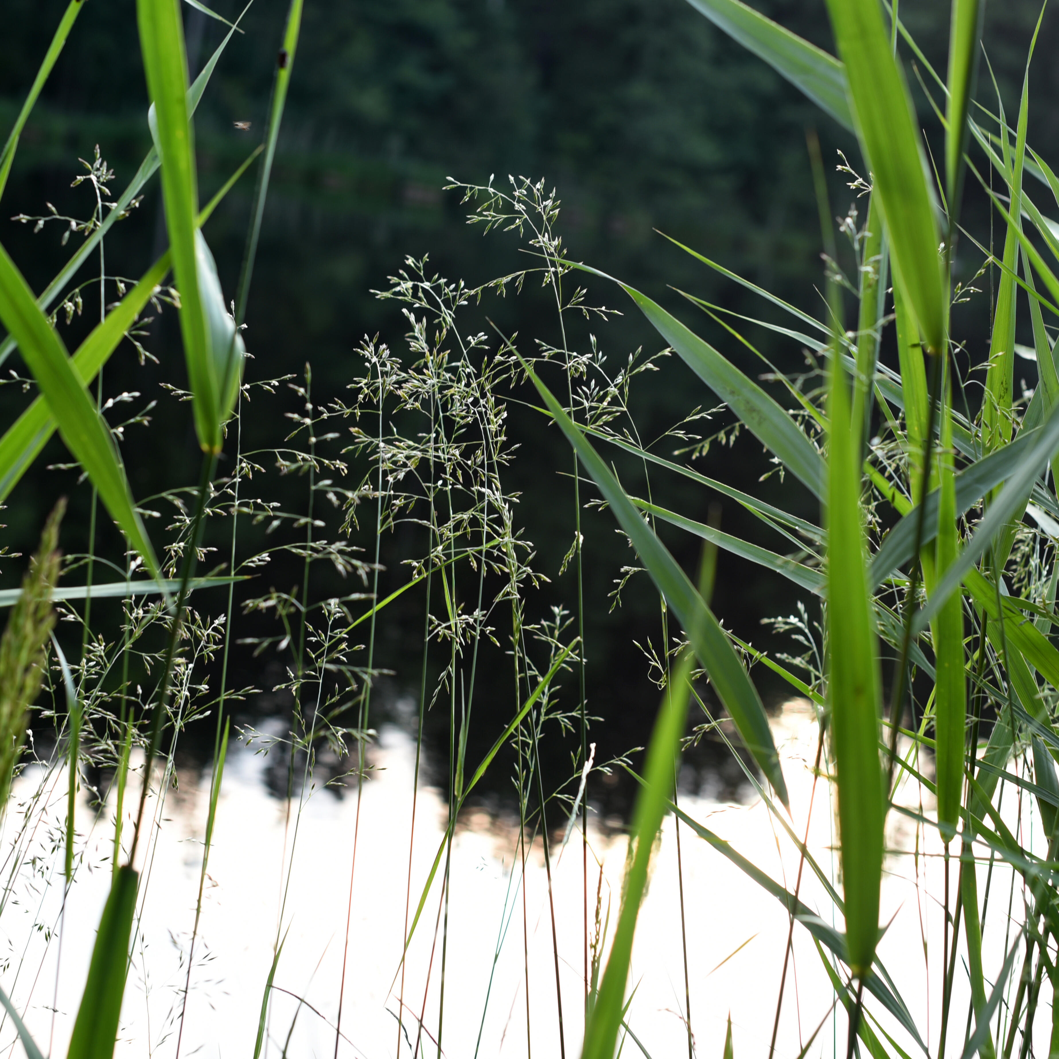 Zarte Gräser im Vordergrund rahmen die ruhige Wasseroberfläche eines Sees, der sanft das Abendlicht reflektiert. Die Kombination aus Grün und Spiegelungen schafft eine ruhige Atmosphäre.