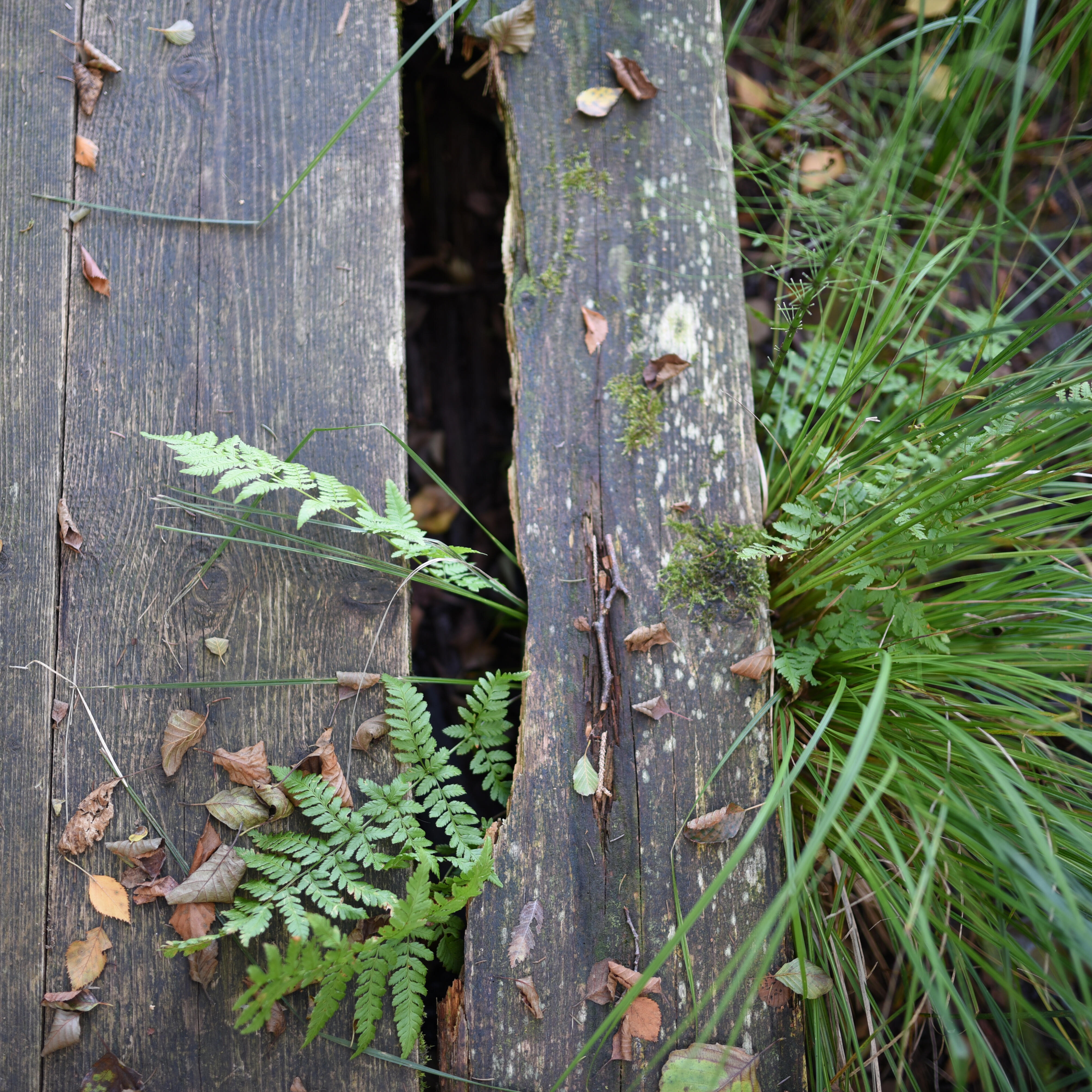 Ein grüner Farn wächst durch die Risse eines verwitterten Holzbretts, während Gras und kleine Blätter die Szene umrahmen. Das Bild symbolisiert den Kreislauf der Natur, Vergänglichkeit und Erneuerung.