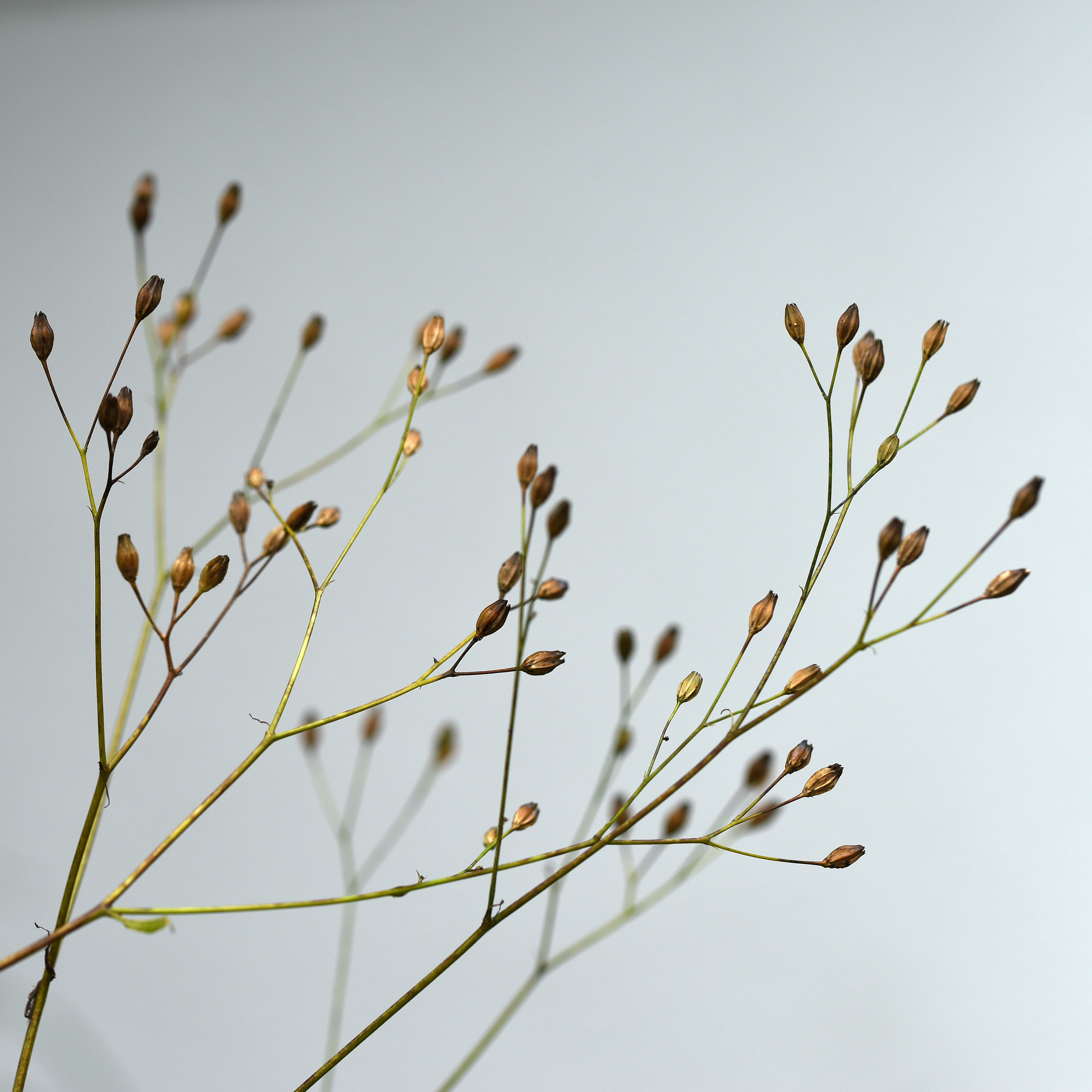 Gräser mit Blütenknospen