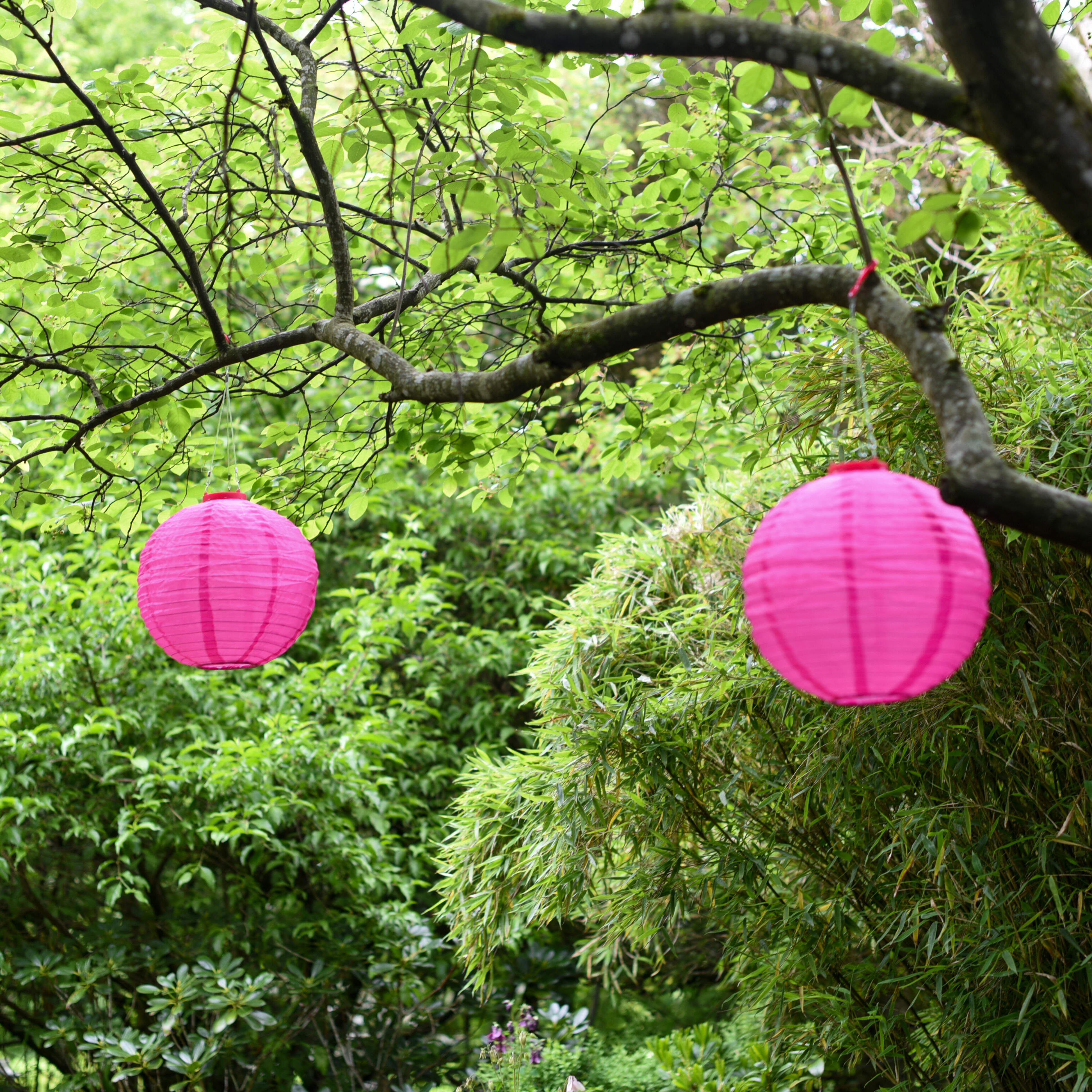 Bunte Lampions in Baum vor grünen Blättern