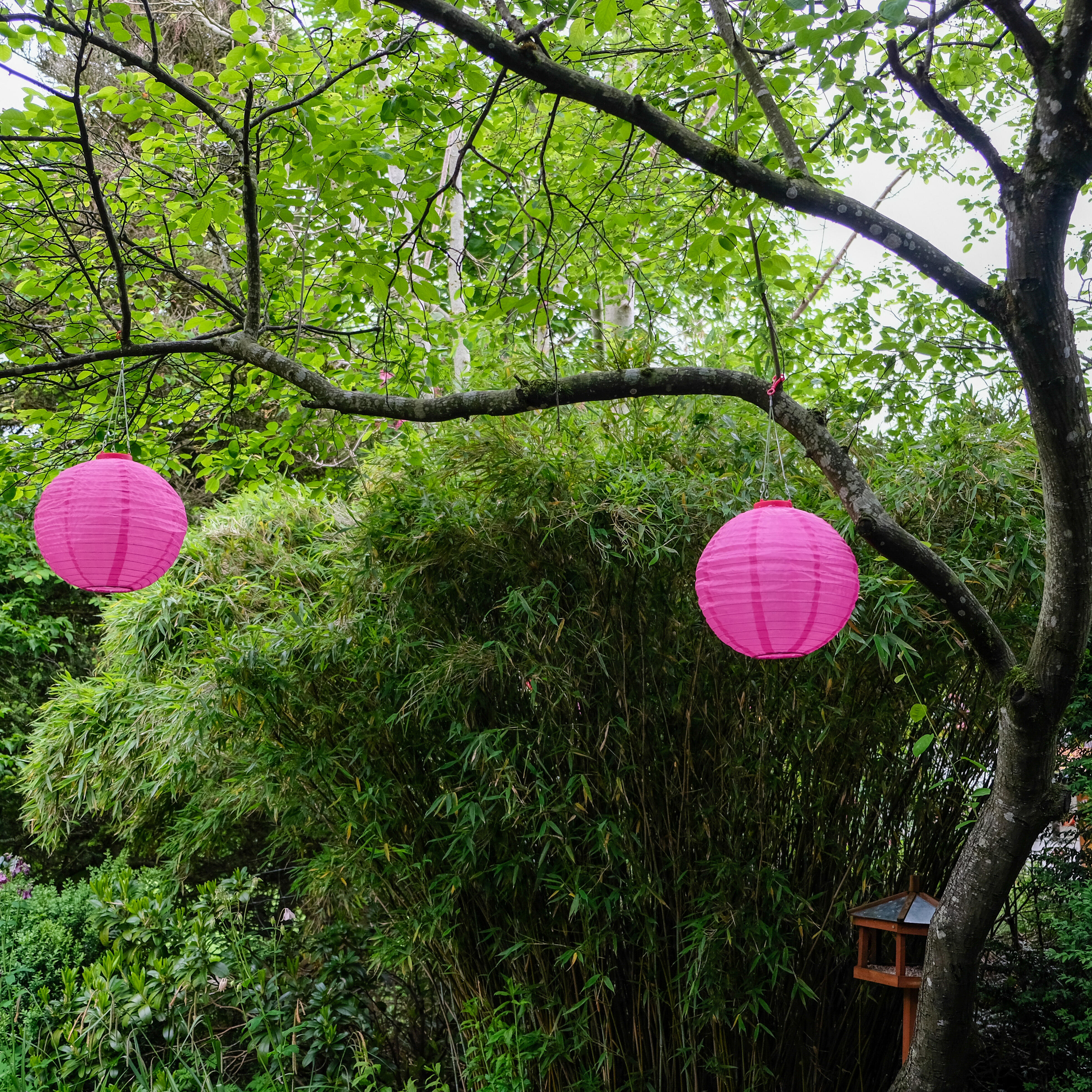 Zwei leuchtend pinke Papierlaternen hängen an einem Baum in einem üppigen Garten.