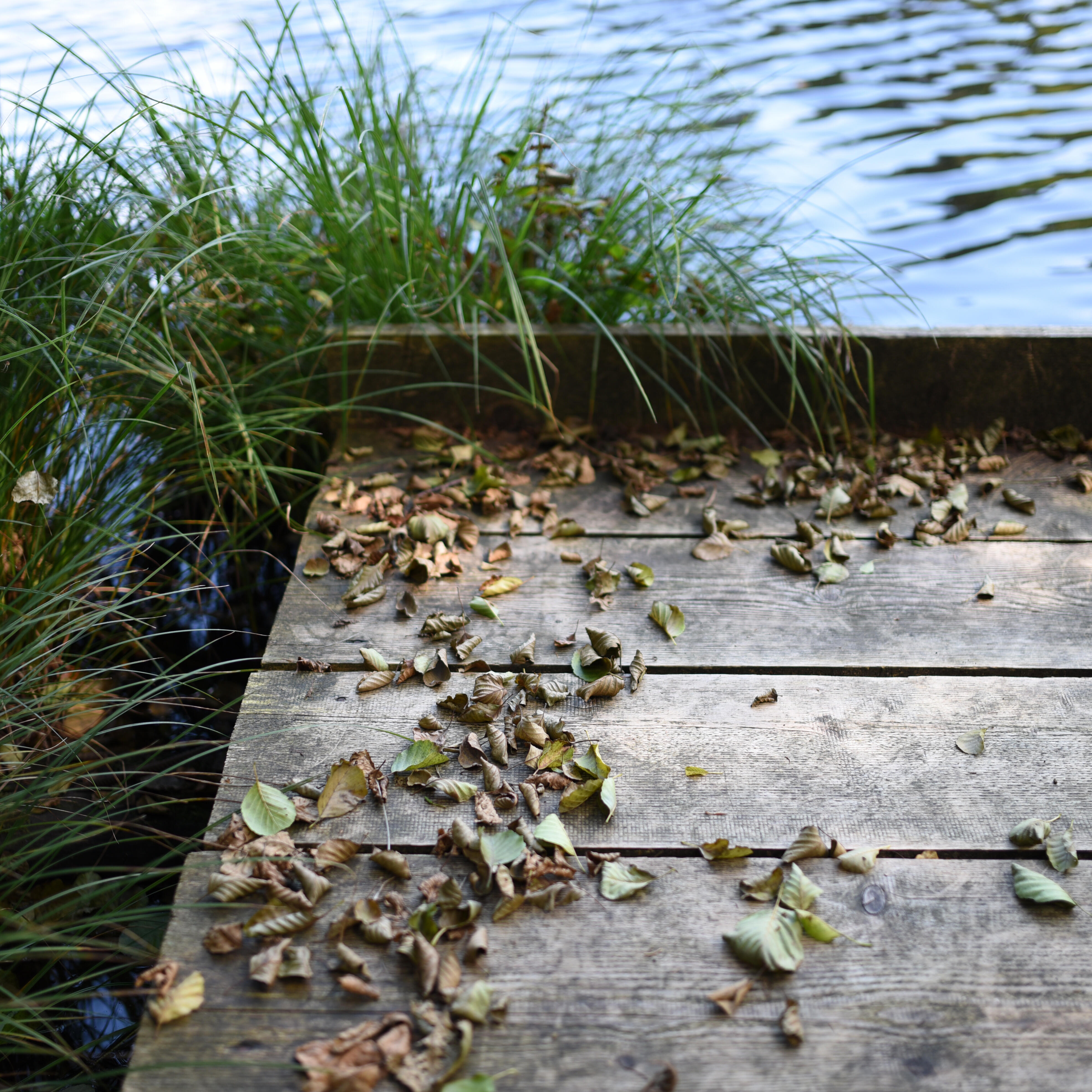 Steg bei ZIST am See mit Herbstlaub