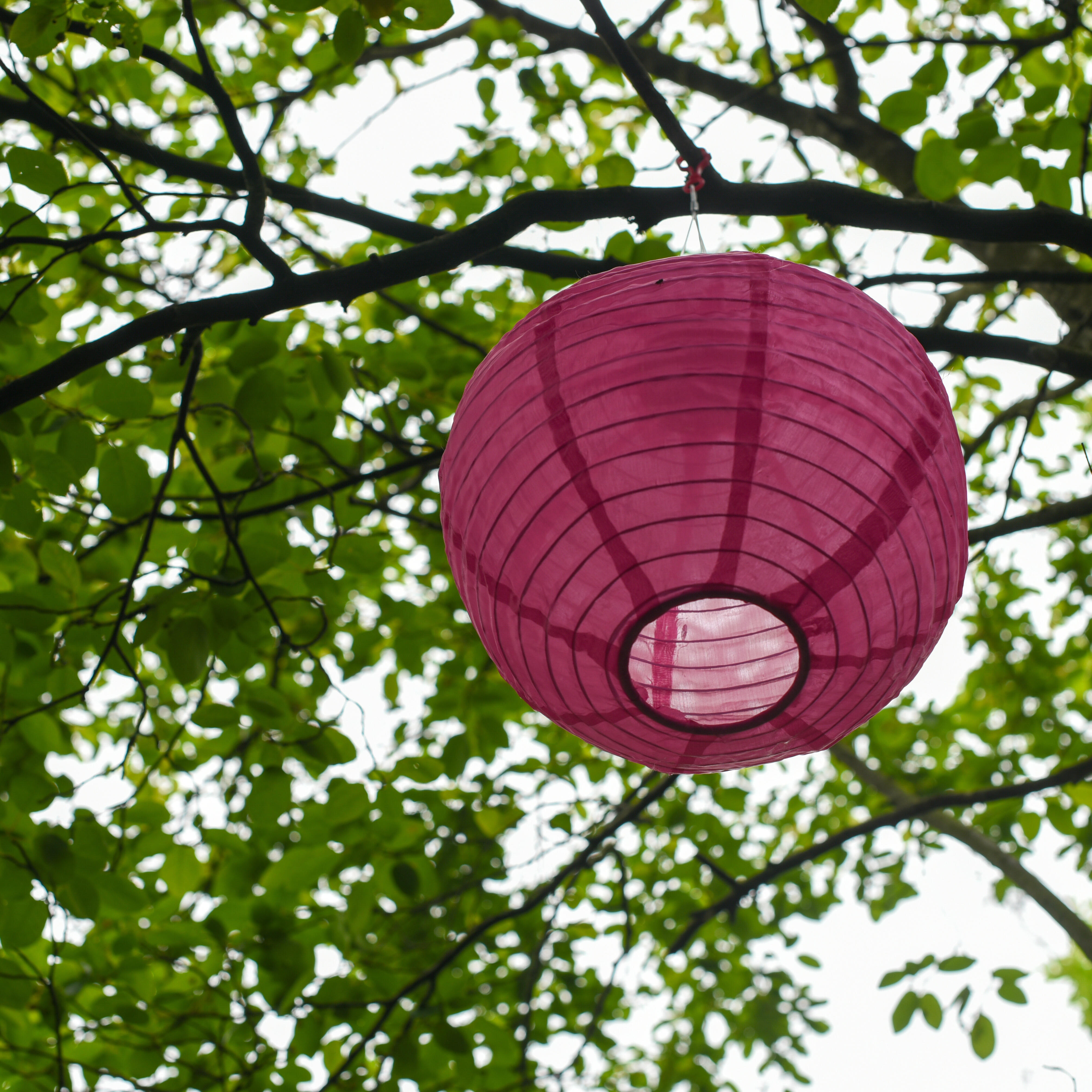 Eine rote Papierlaterne hängt an einem Ast und setzt einen farblichen Akzent zwischen den grünen Blättern.