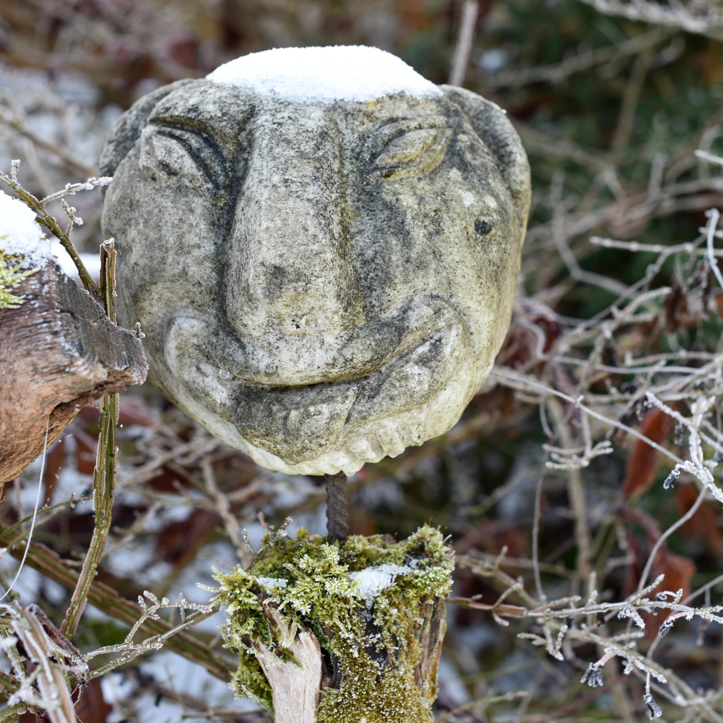 Steinkopf im Winter schneebedeckt im ZIST Garten