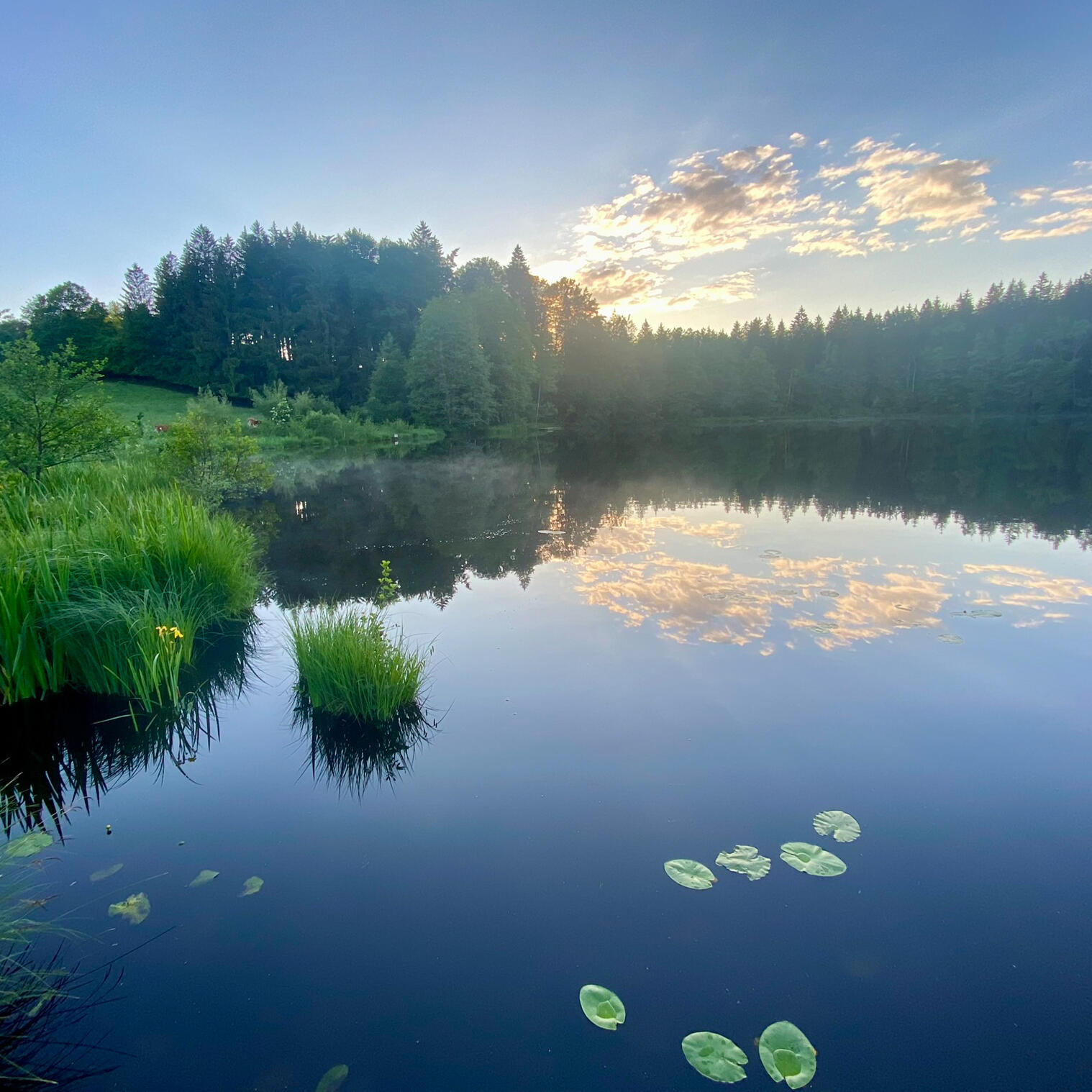 Ein malerischer See im sanften Licht des Sonnenuntergangs, umgeben von dichter Natur. Ruhige Wasseroberfläche mit Seerosen und goldene Abendstimmung.