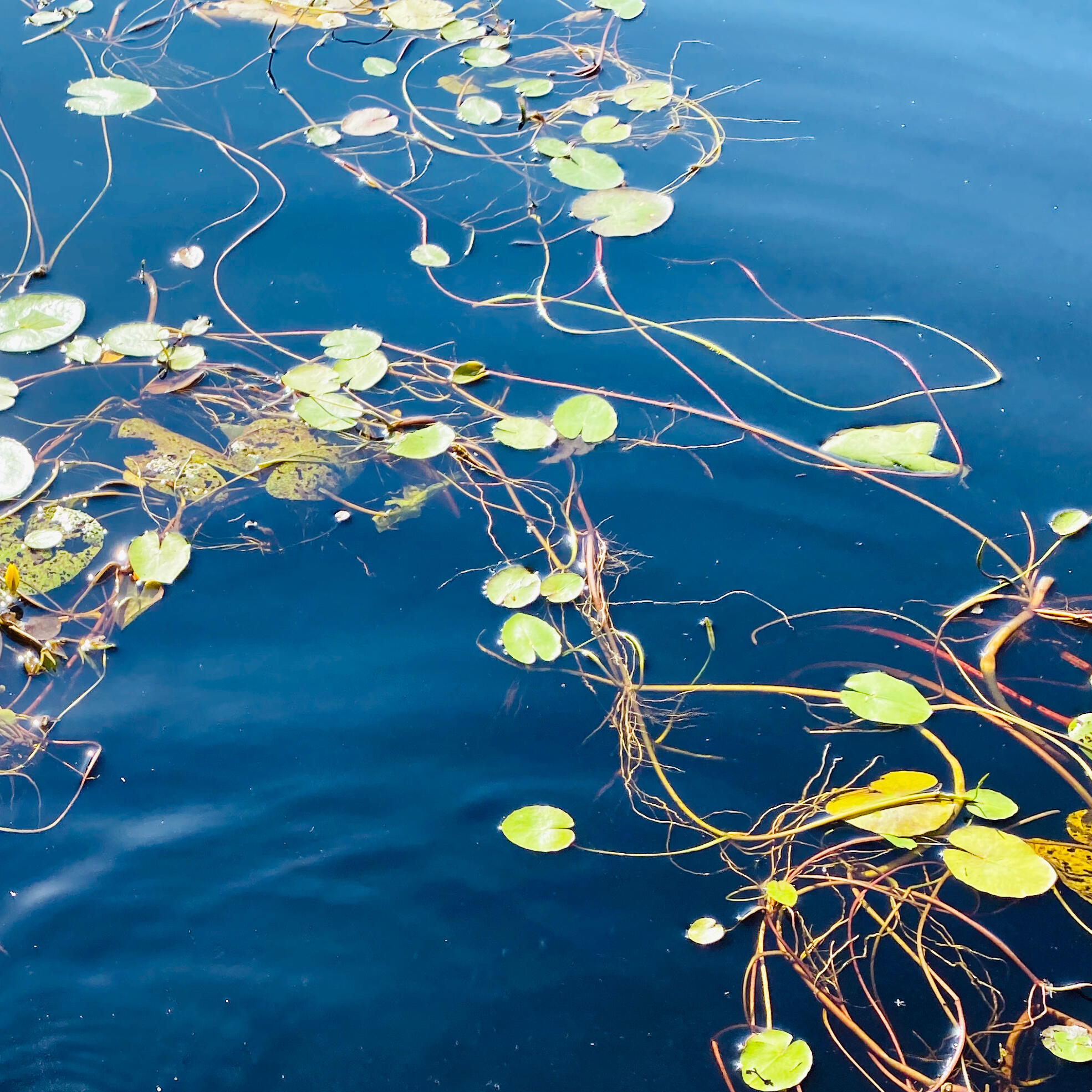 Filigrane Wasserpflanzen und schwimmende Seerosen auf einem tiefblauen See. Die natürlichen Formen und Farben schaffen eine harmonische, beruhigende Stimmung.