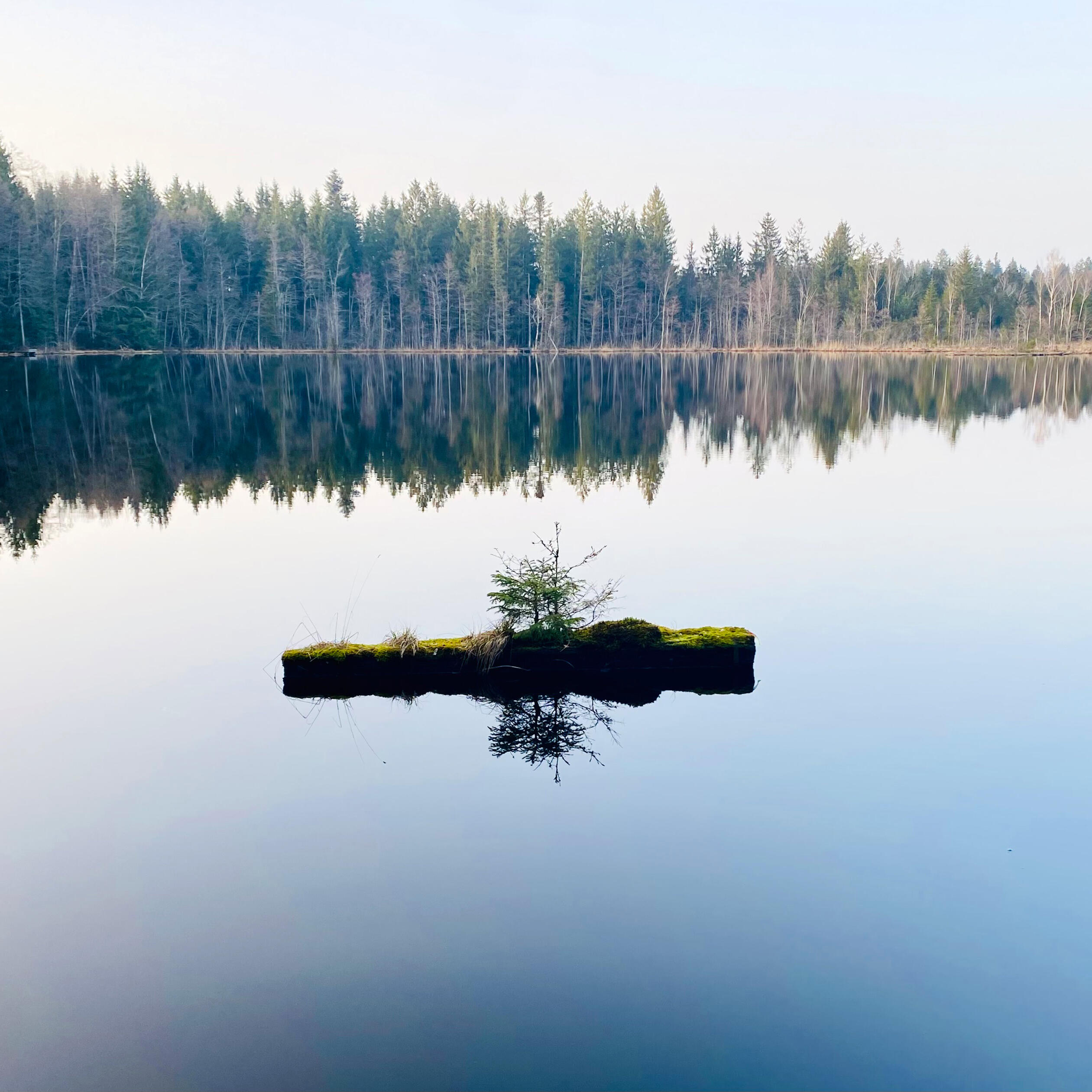 Verwachsener Baumstamm auf einem ruhigen See in der Nähe von ZIST