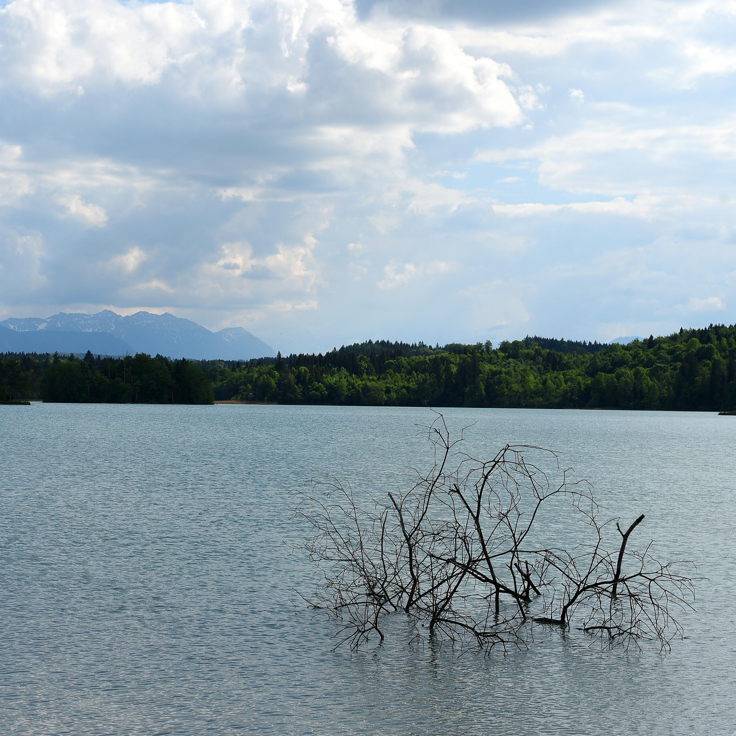 Ein kahler Ast ragt aus der ruhigen Wasseroberfläche eines Sees, während Berge und Wolken den Hintergrund prägen.