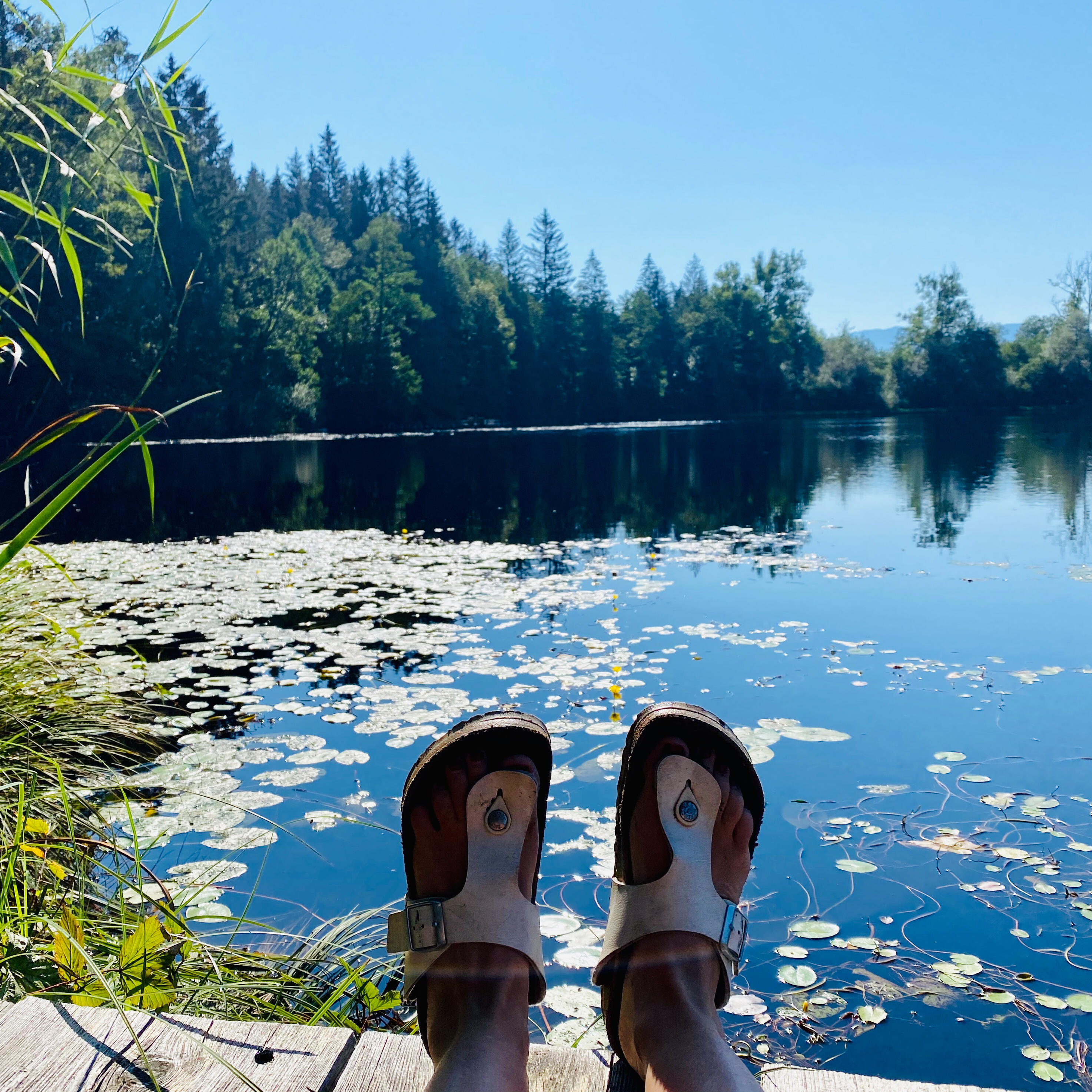 Perfekte Auszeit in der Natur: Entspannte Füße auf einem Holzsteg mit Blick auf einen idyllischen See voller Seerosen. Die ruhige Wasseroberfläche spiegelt den blauen Himmel und die grünen Bäume.